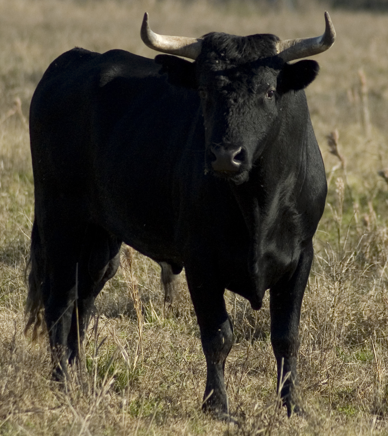 Free download Animals Wallpaper Dangerous Black Bull HD
