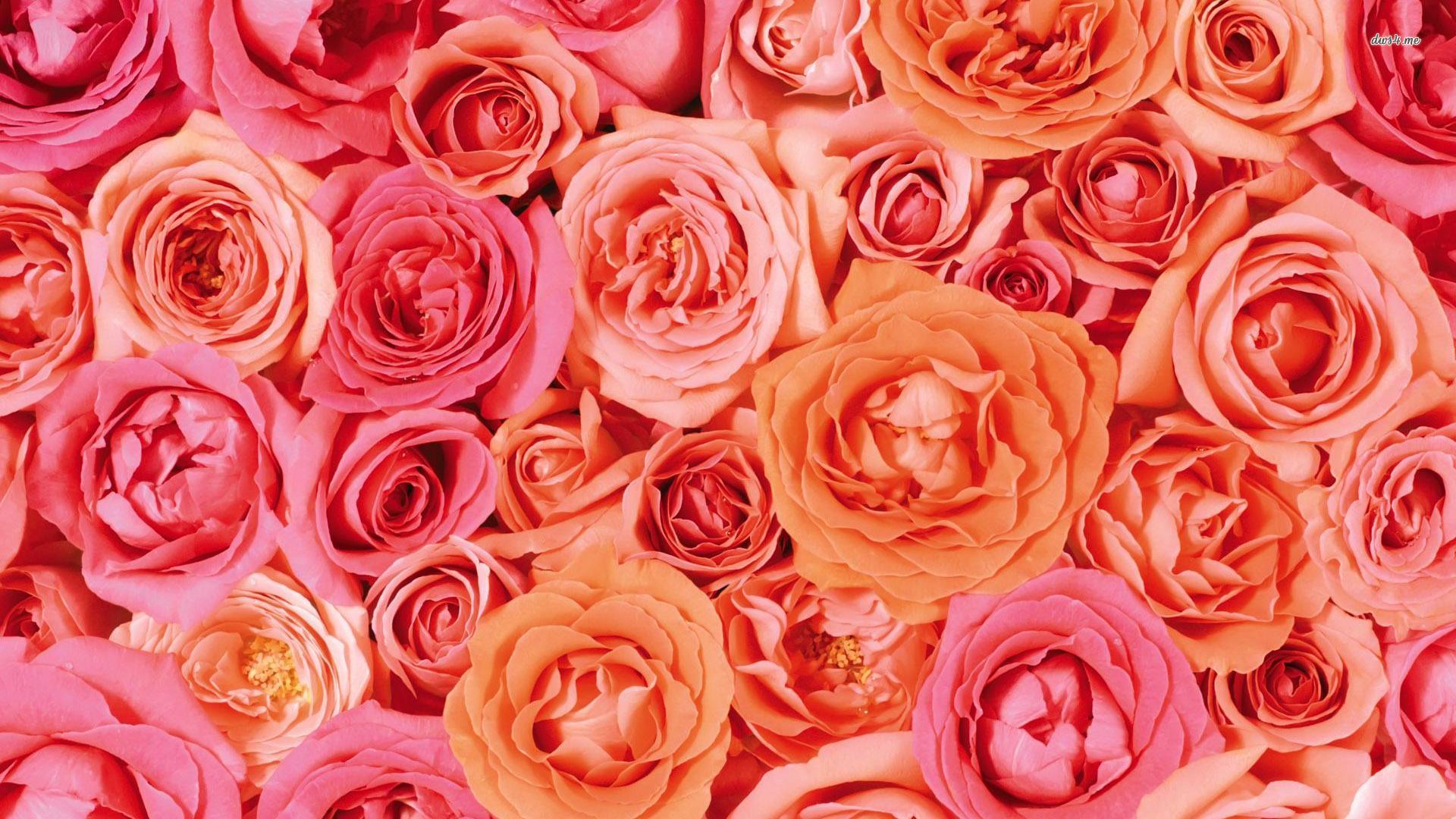 Pink and orange roses wallpaper wallpaper