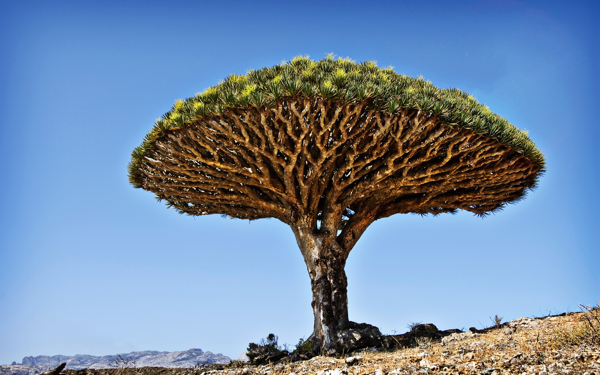 Dragon Blood Tree Wallpapers Wallpaper Cave