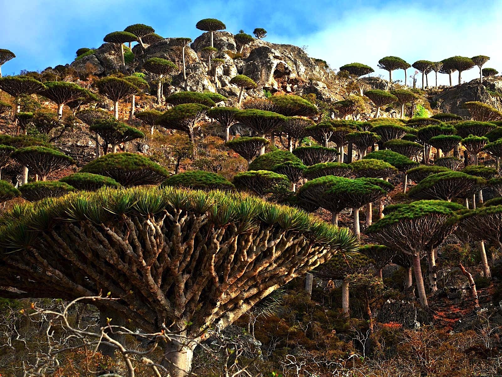 HD wallpaper of Socotra Island, alien world here