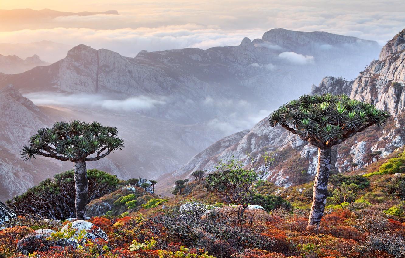 Socotra Wallpapers - Wallpaper Cave