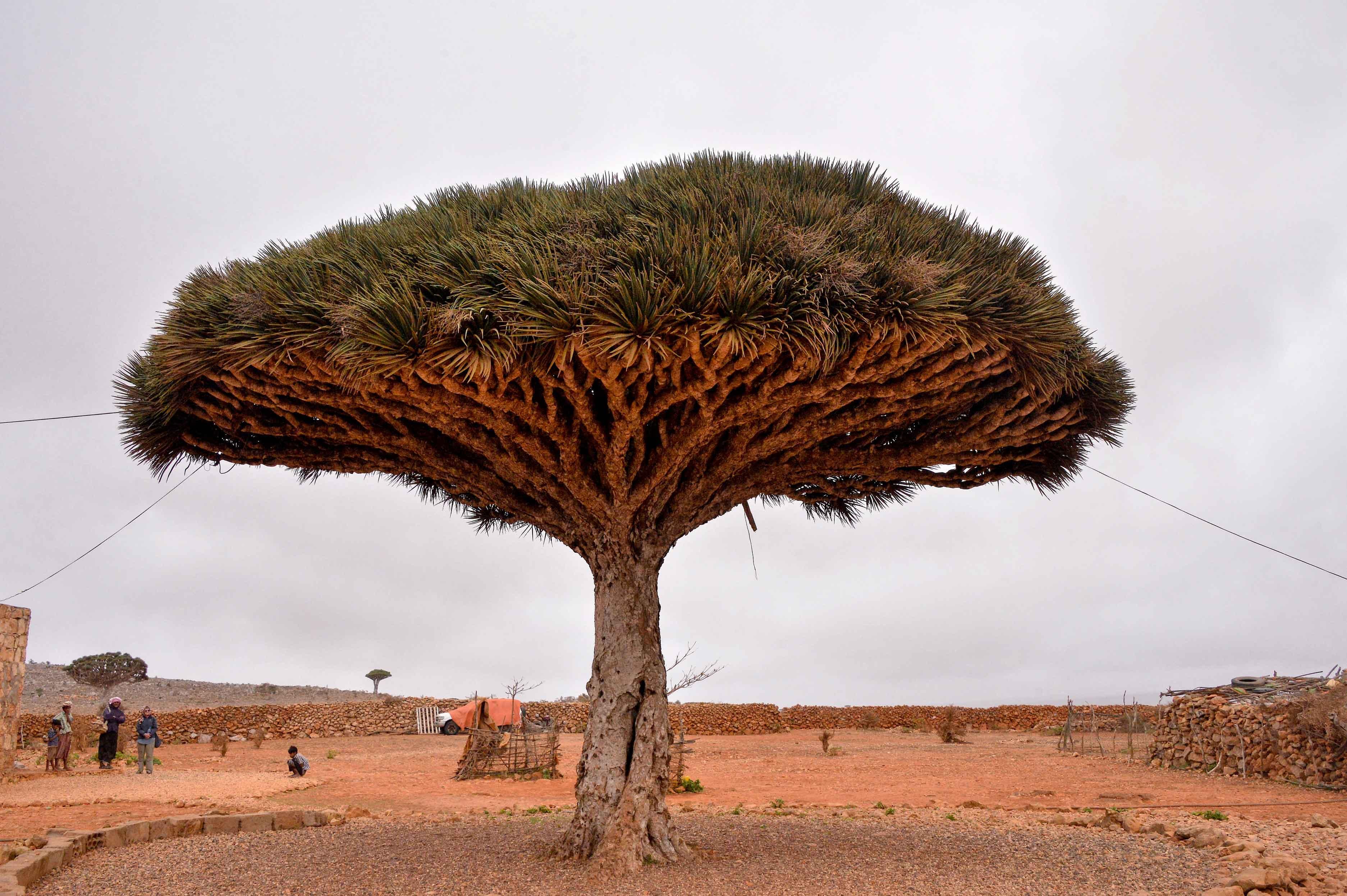 Dragon Blood Tree Wallpapers - Wallpaper Cave