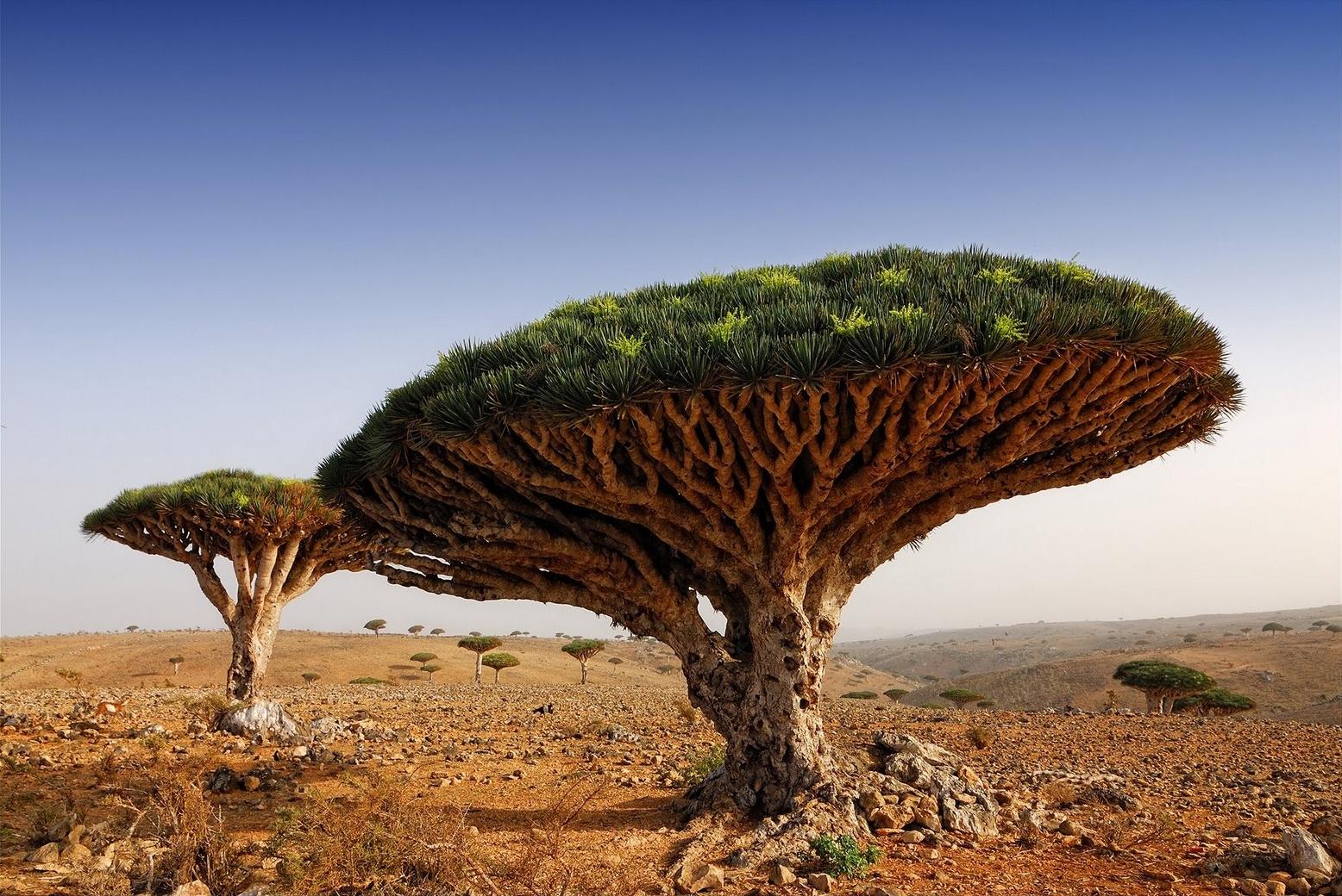 Dragon Blood Tree Wallpapers - Wallpaper Cave