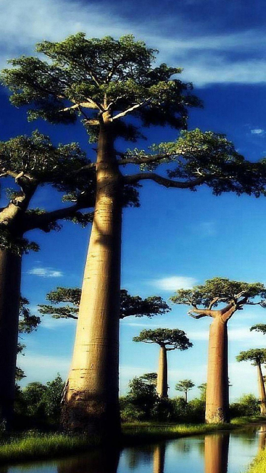 HD cool big tree iPhone 6 / 6s / 6s Plus wallpaper, nature mobile background download. Tree wallpaper iphone, Baobab tree, Big tree