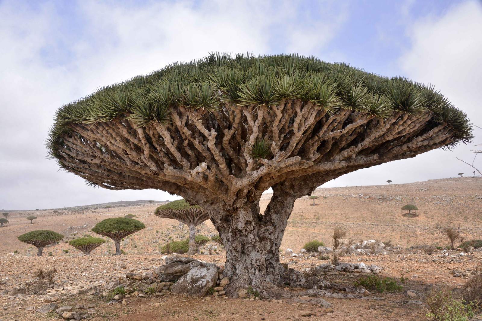 Dragons Blood Tree at Socotra Island, Yemen