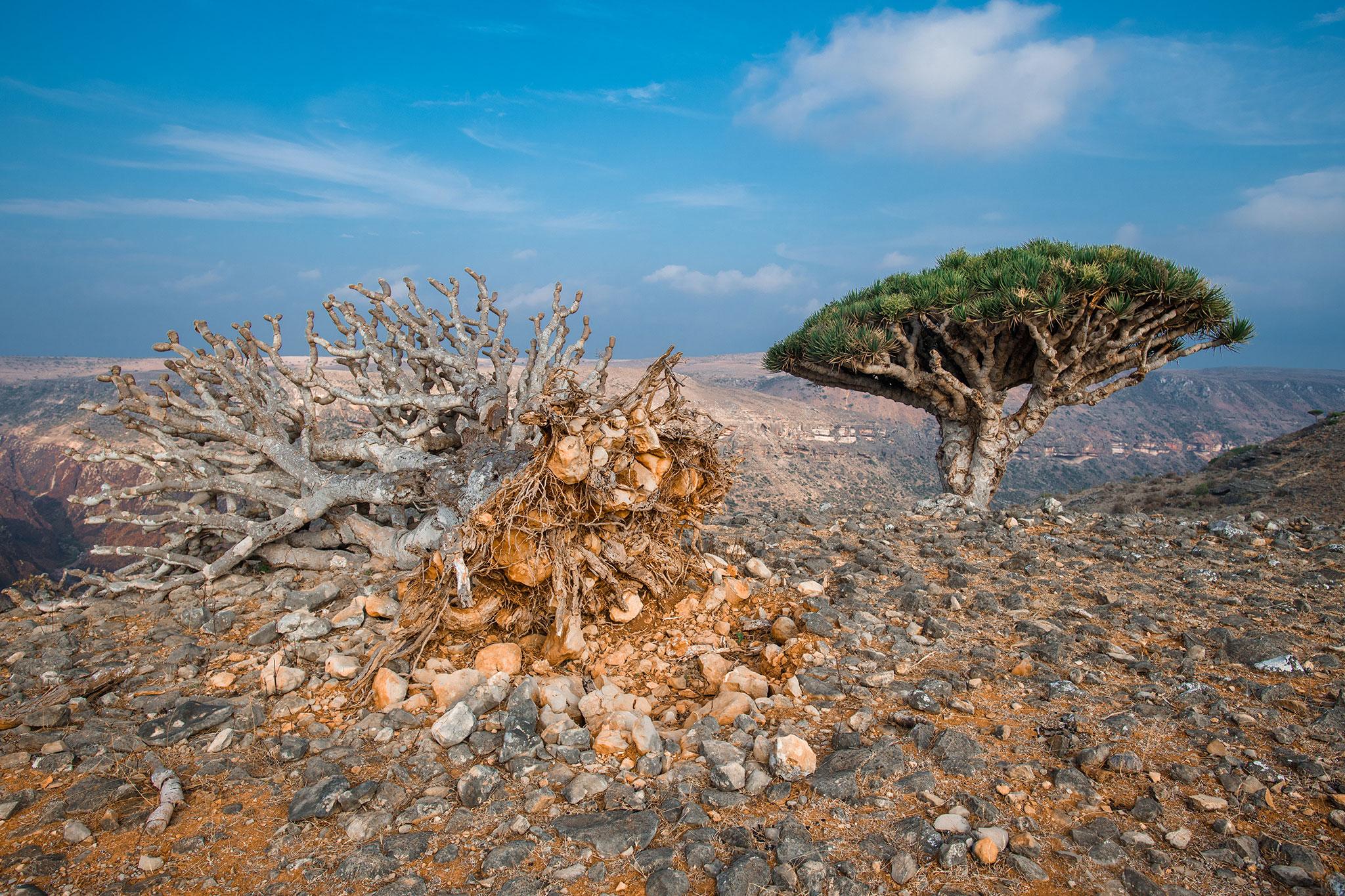 Dragon Blood Tree Wallpapers - Wallpaper Cave