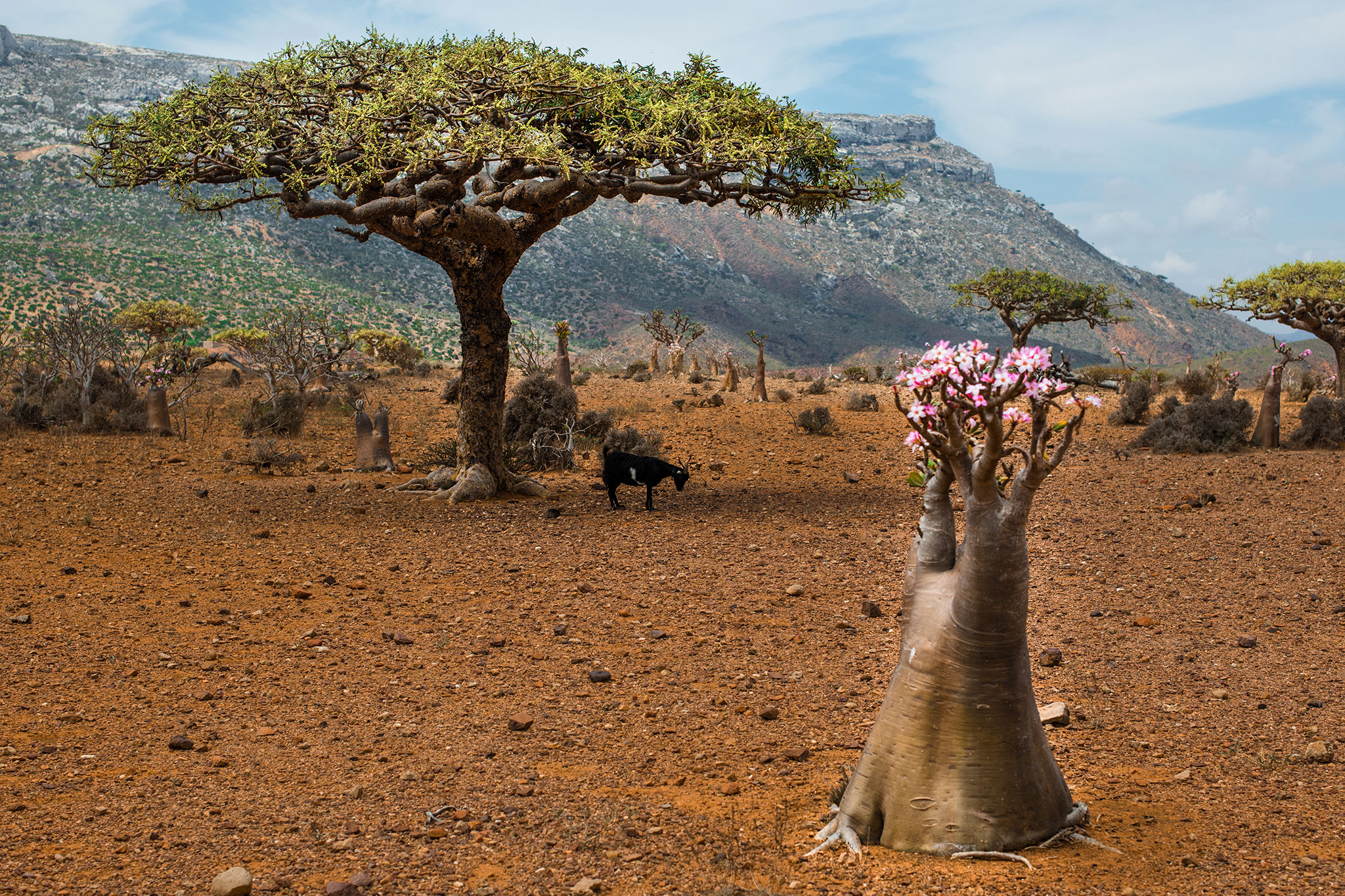 Can Socotra, Yemen's 'Dragon's Blood Island, ' be saved?