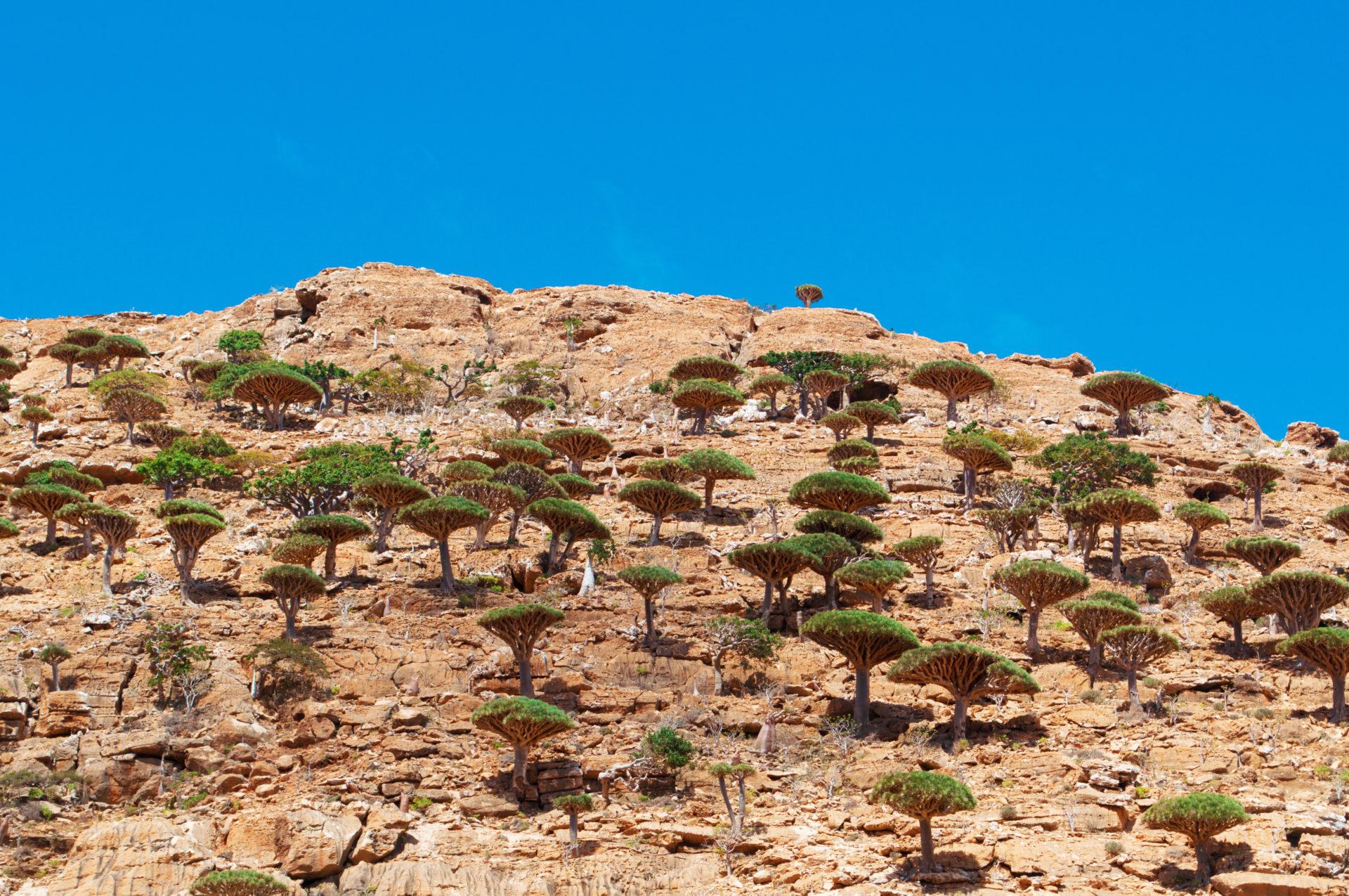 Dragon Blood Tree Wallpapers - Wallpaper Cave