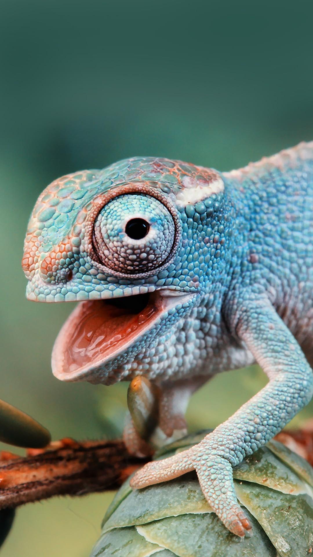 Cute chameleon htc one wallpaper, free and easy to
