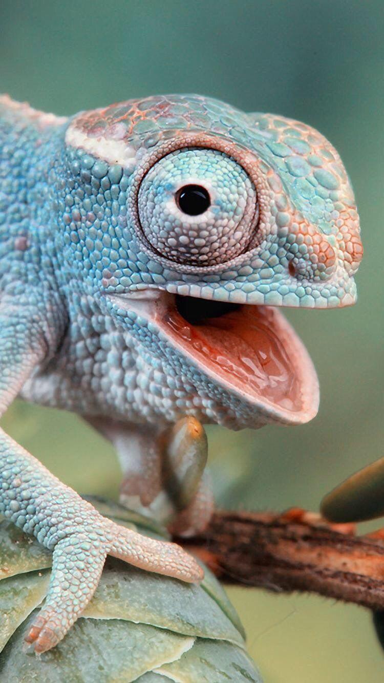 iPhone and Android Wallpaper: Chameleon Wallpaper
