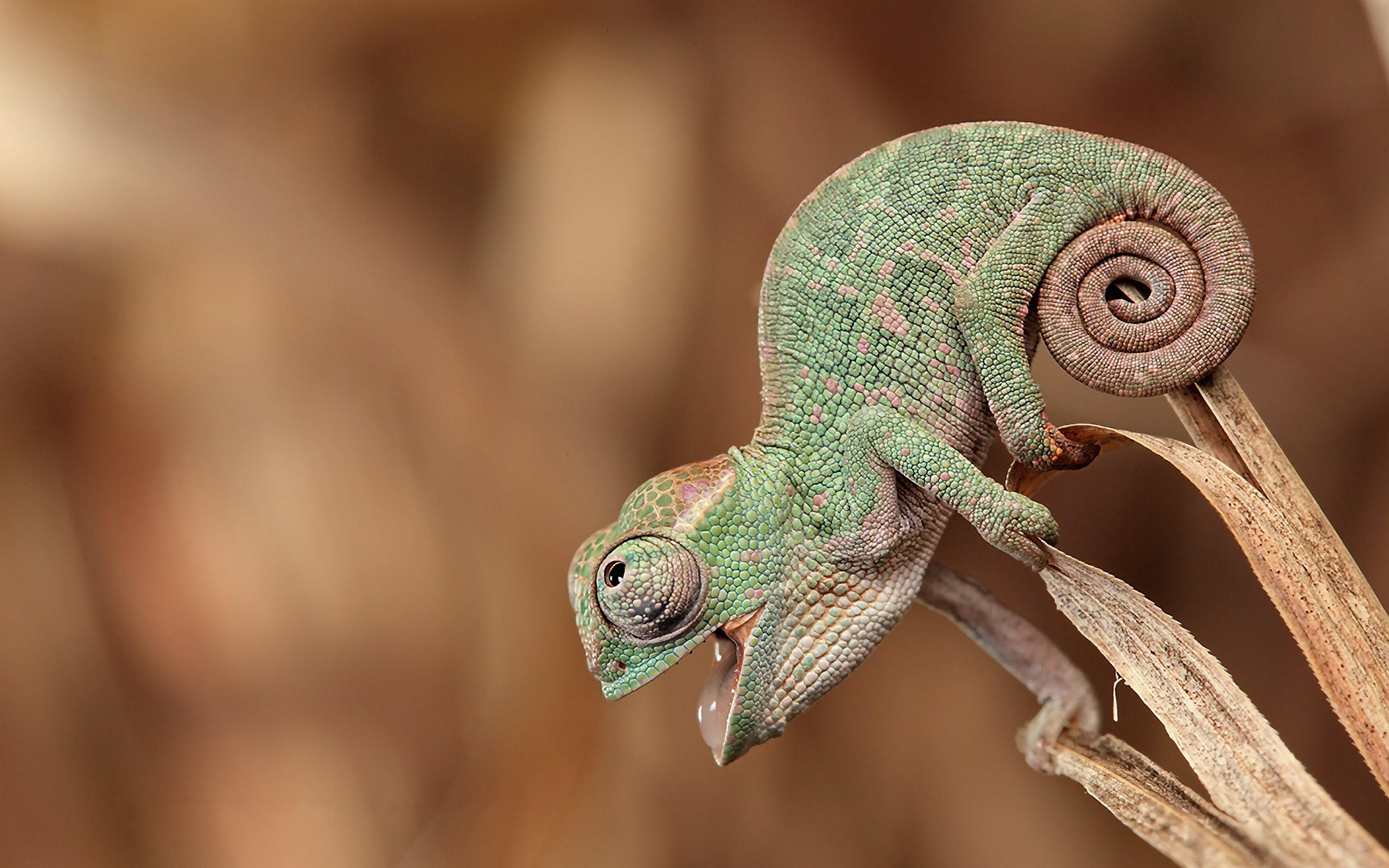 Cute Little Chameleon wallpaperx1600