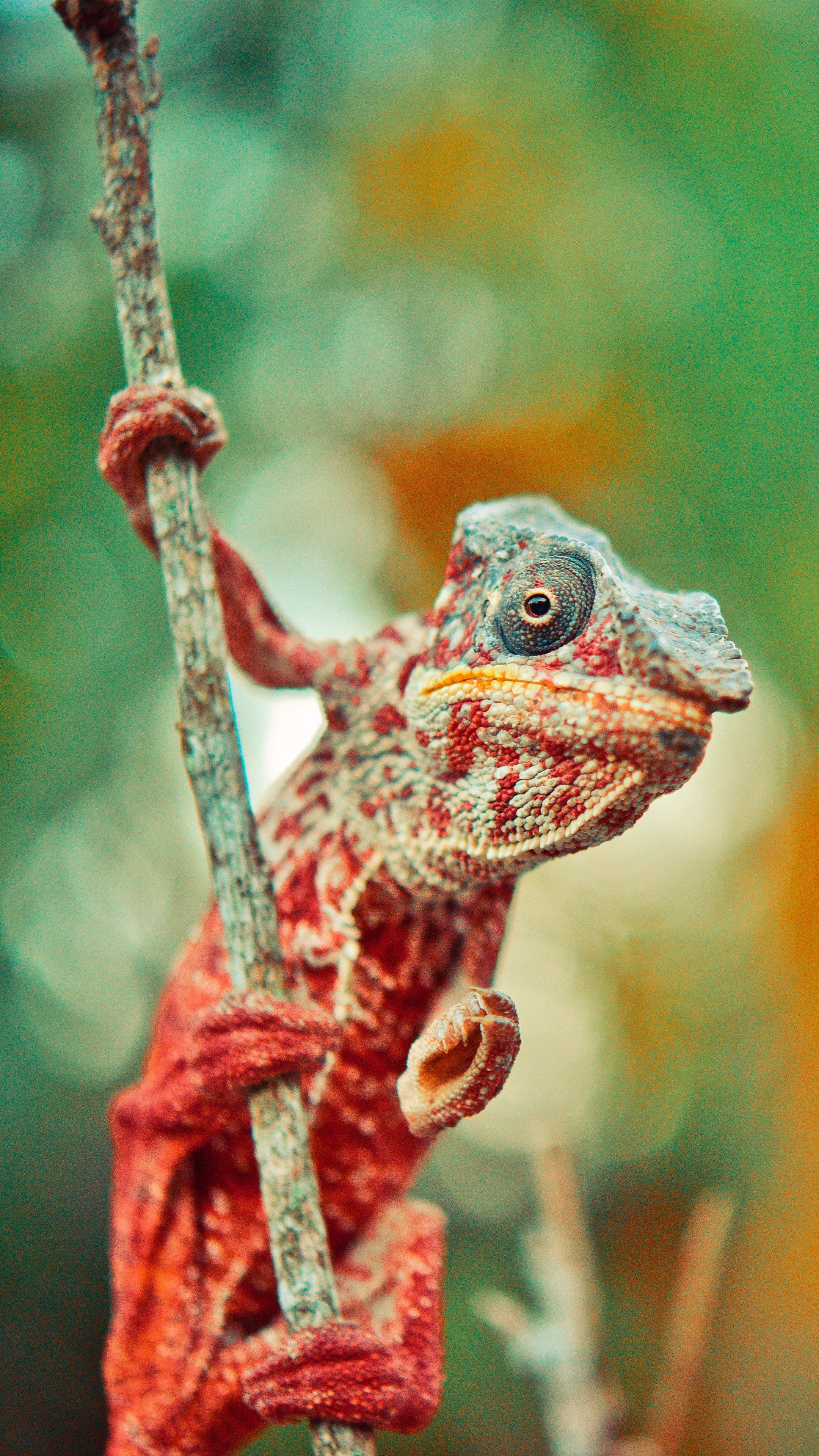 Animals #chameleon #reptile #lizard #wallpaper HD 4k