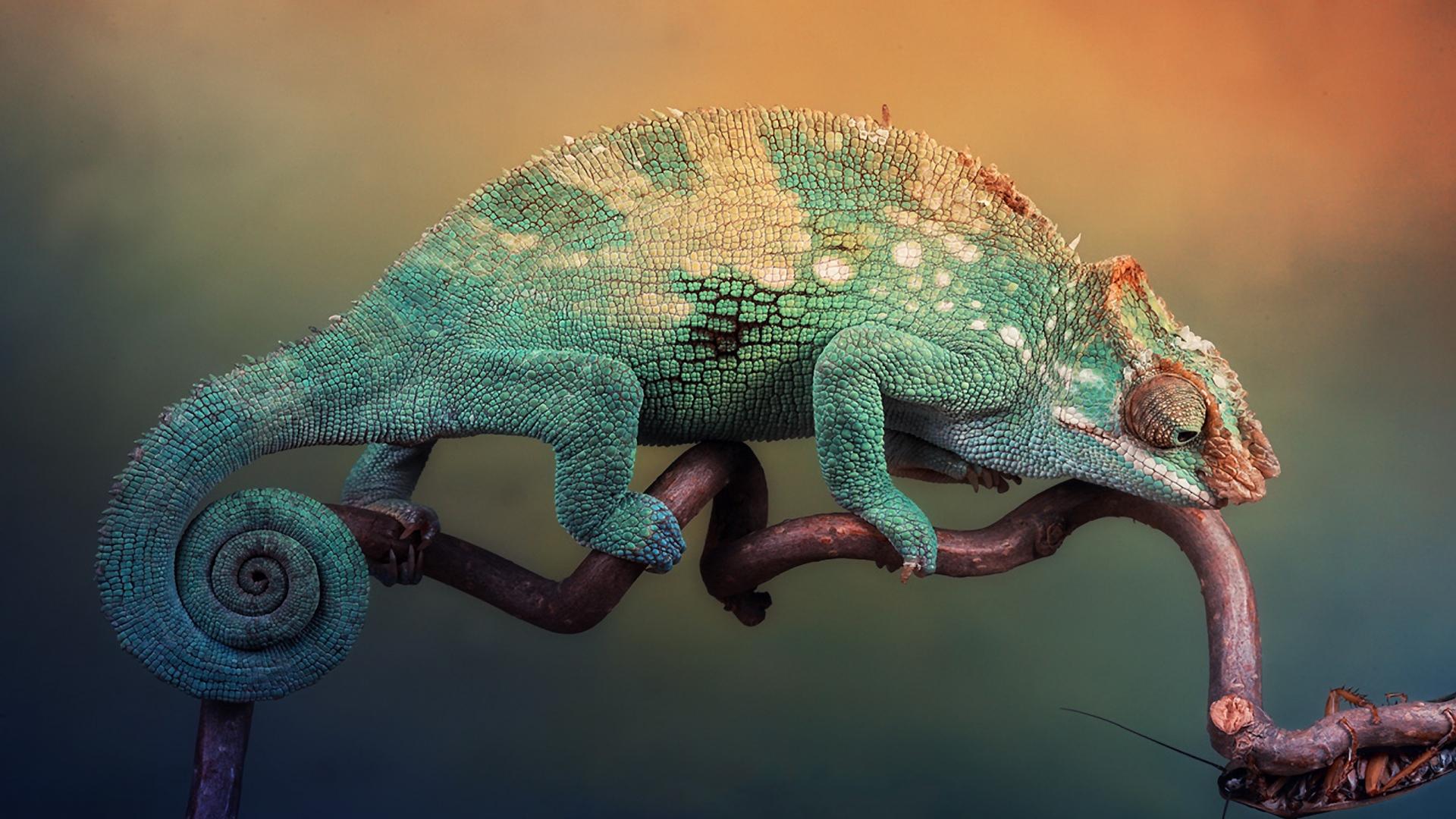 Chameleon Wallpaper & Background