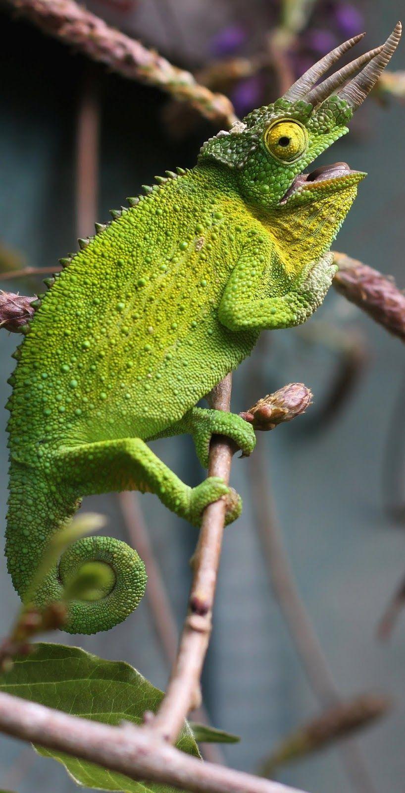 A Three Horned Chameleon. Picture Reptiles. Chameleon Pet