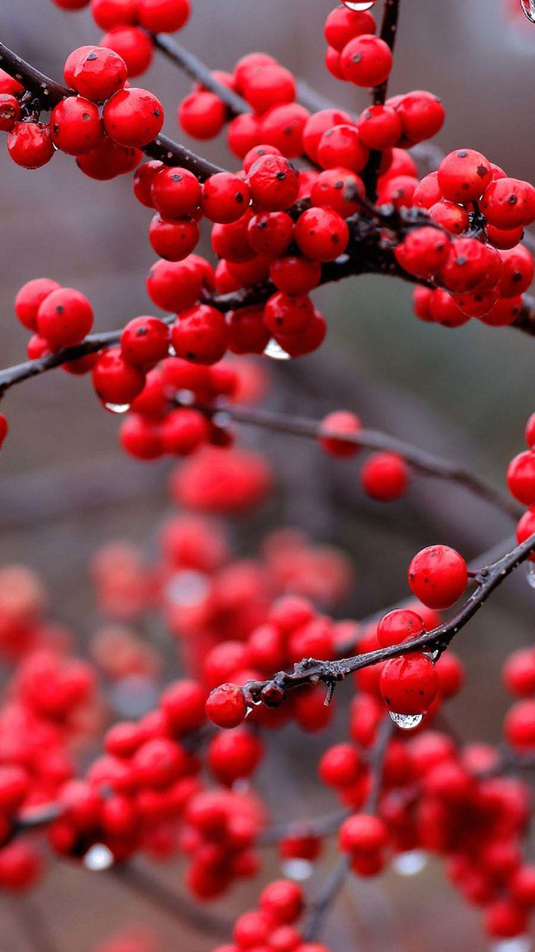 Red Cranberries Tree Android Wallpaper free download