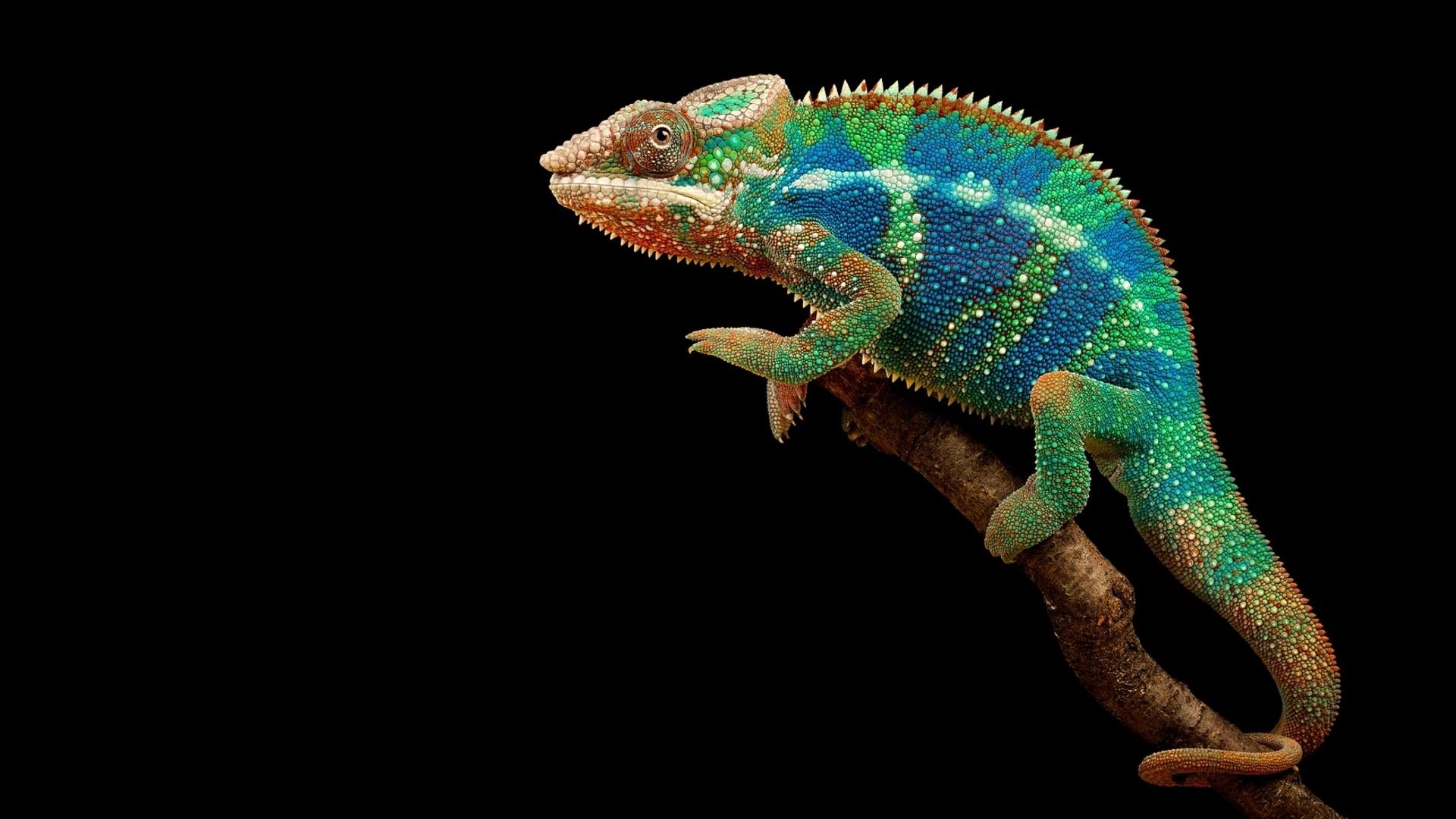 Colorful Chameleon wallpaperx1080