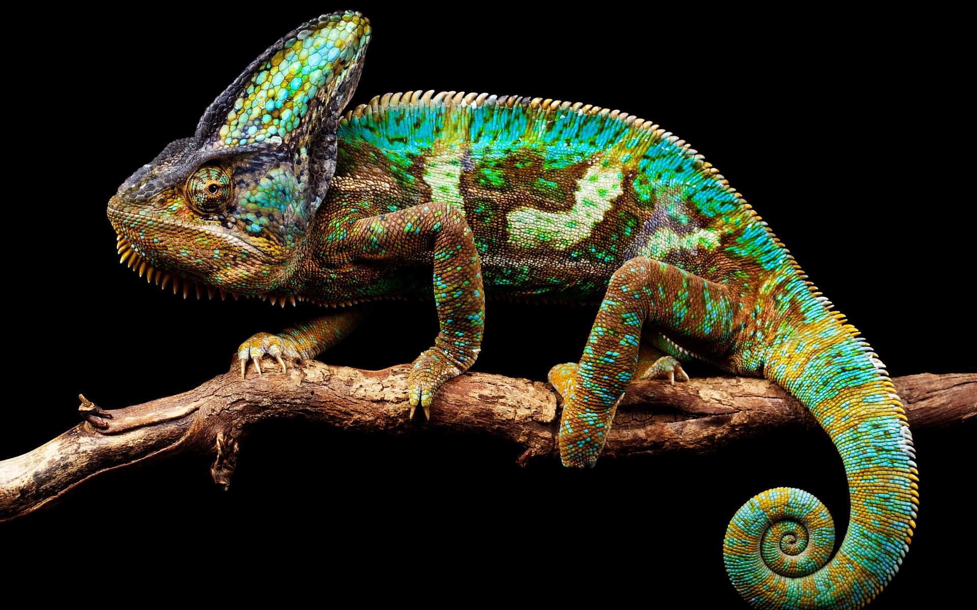 Chameleon Wallpaper HD