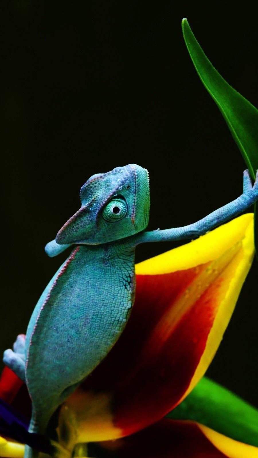 Cool Blue Chameleon Wallpaper iPhone. Chameleon, Wallpaper