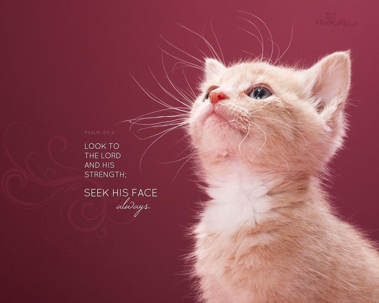 Christian Desktop Wallpaper 1280 x 1024. Animals, Cute cats