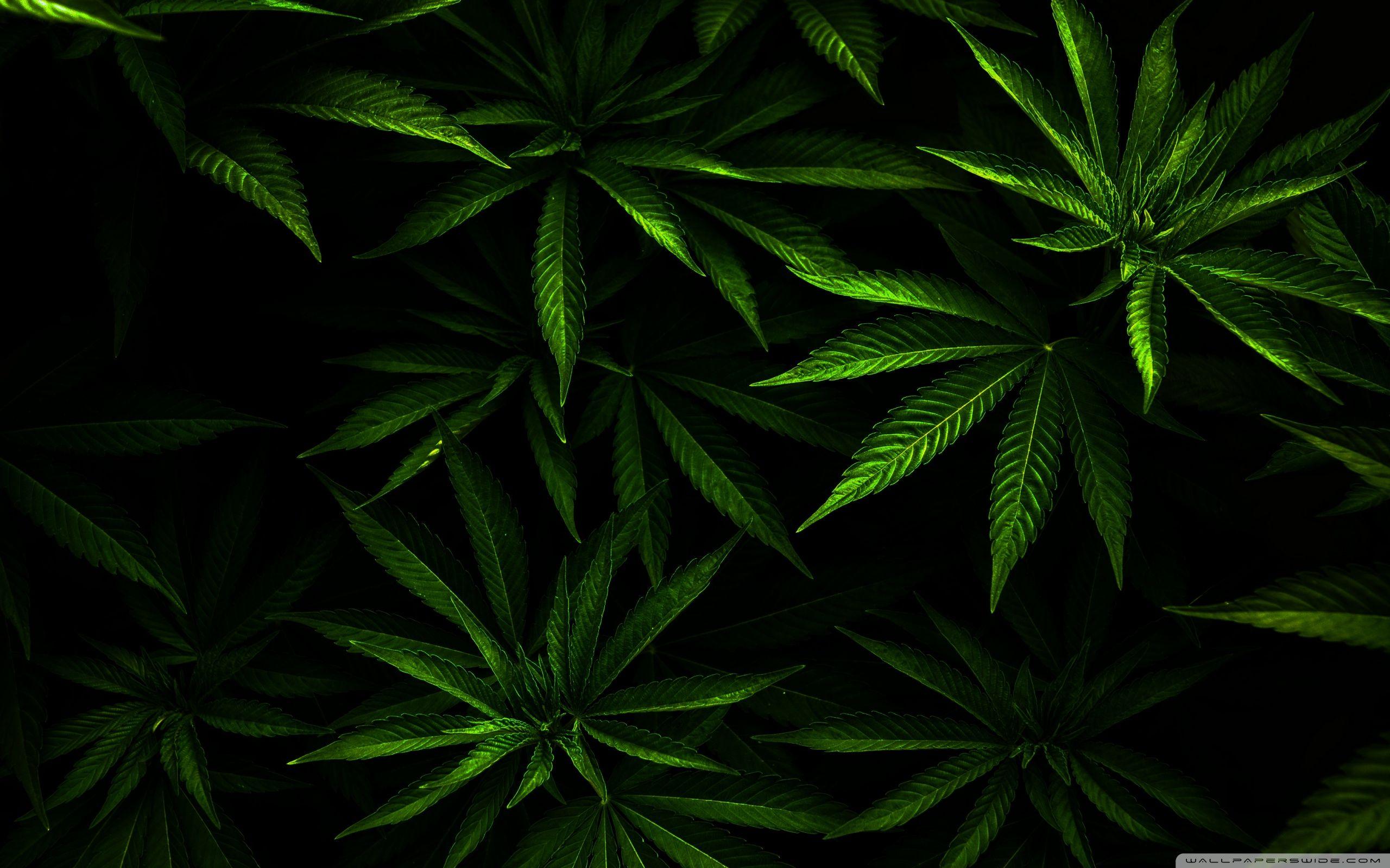 HD Weed Widescreen 1080P Wallpaper Free HD Weed Widescreen 1080P Background
