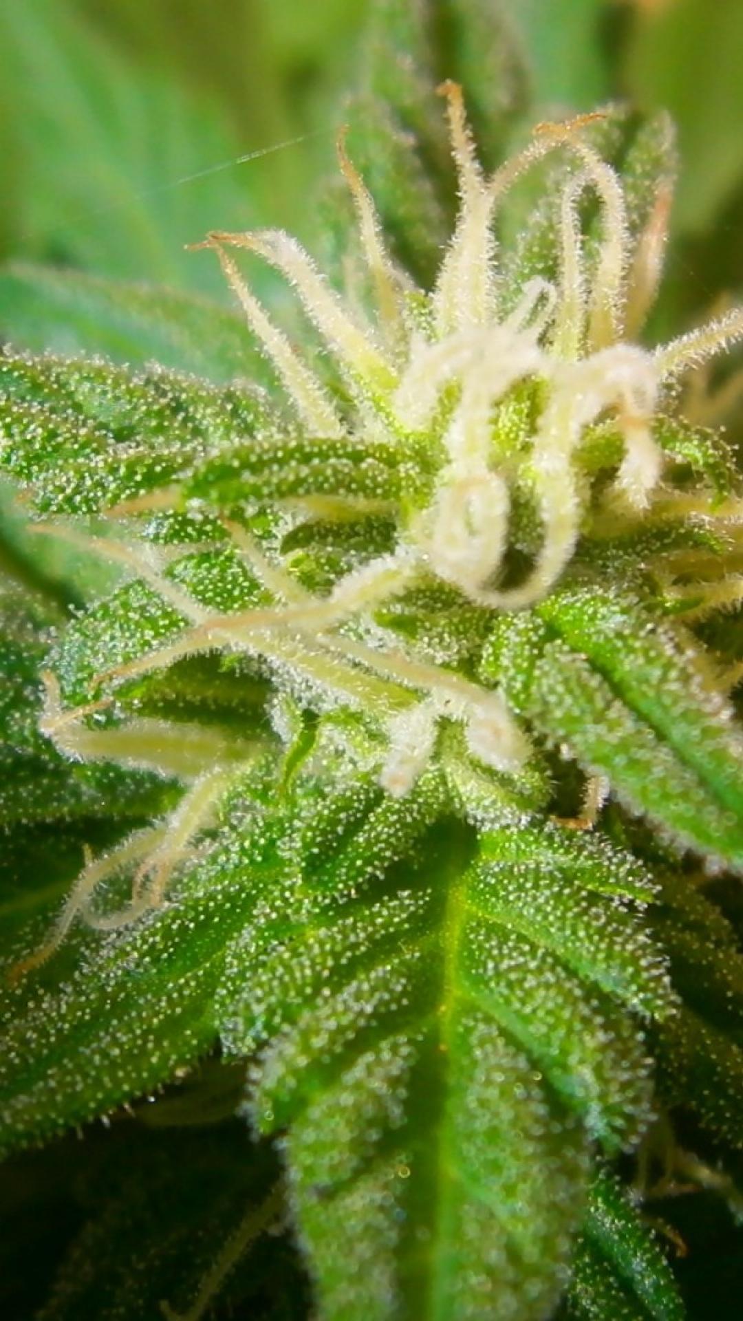 Cannabis Wallpaper HD iPhone