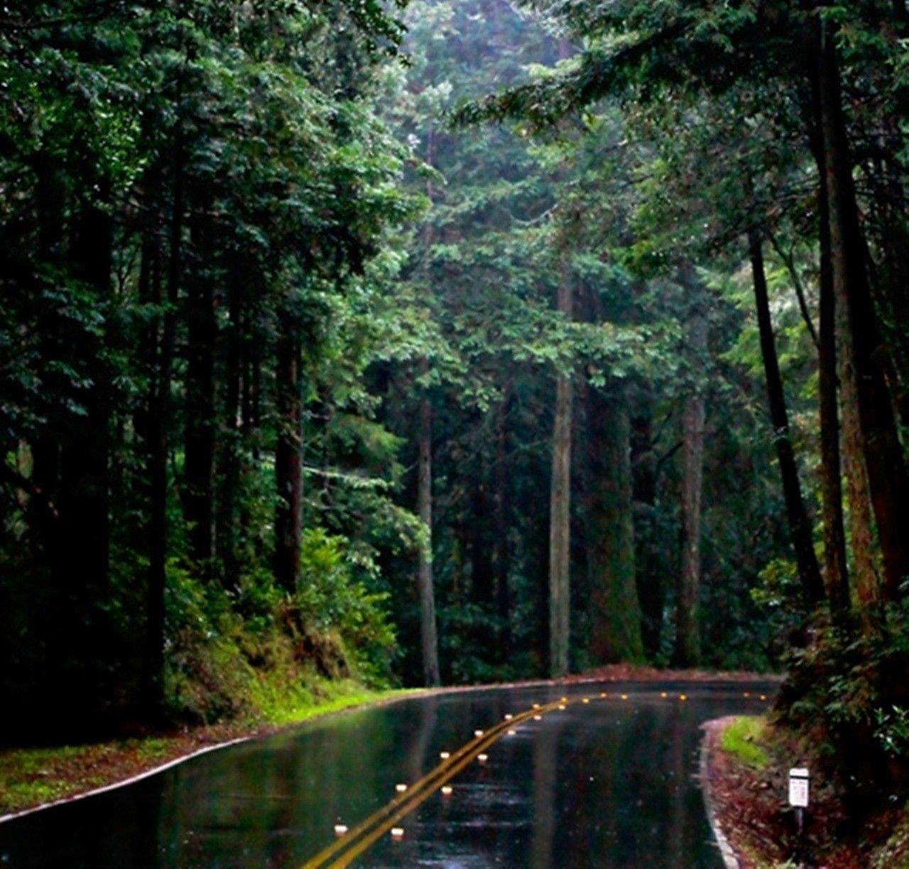 Rain Forest Road Wallpaper