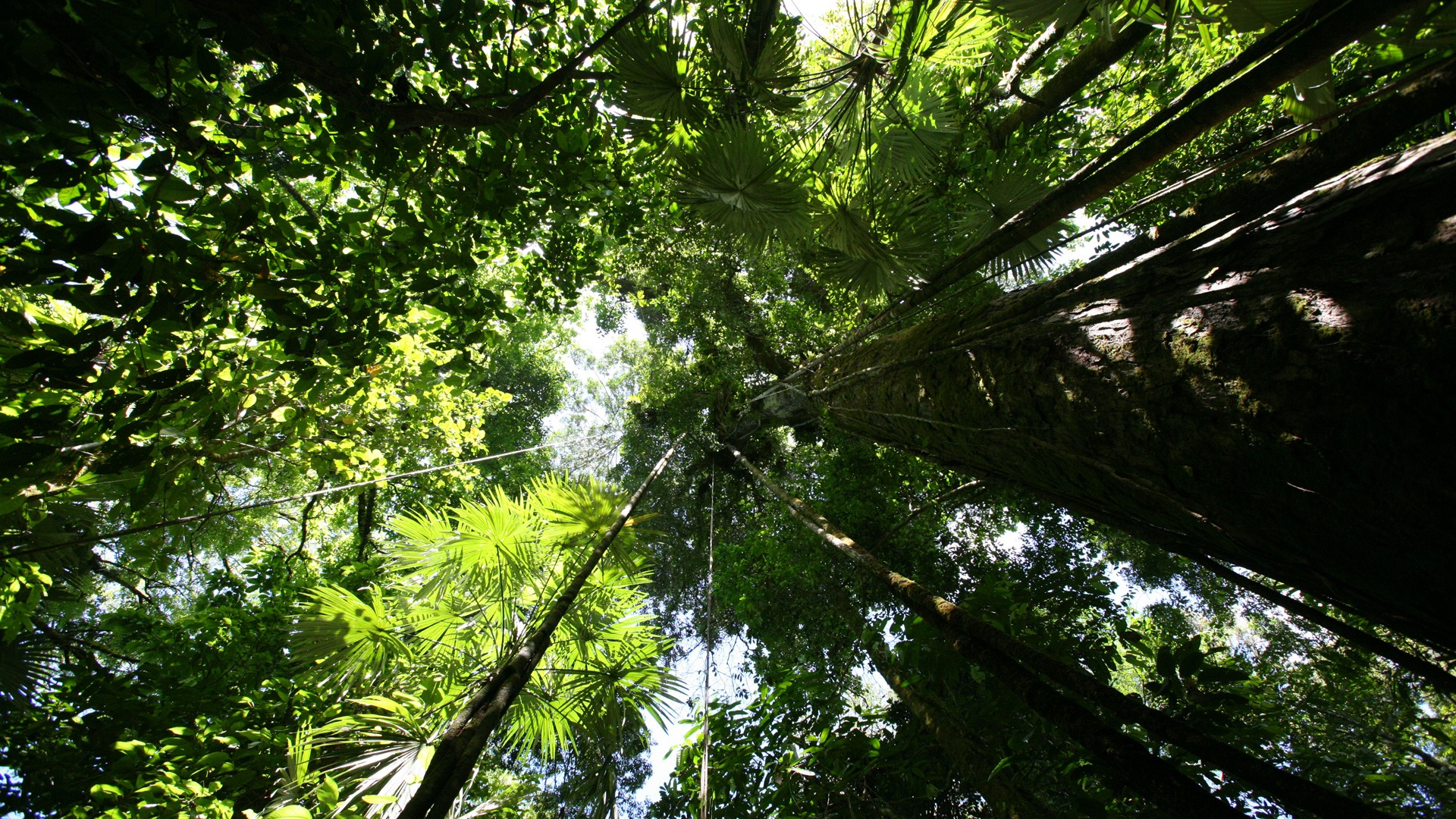 Rainforest Canopy Wallpaper Plants .all Free Download.com