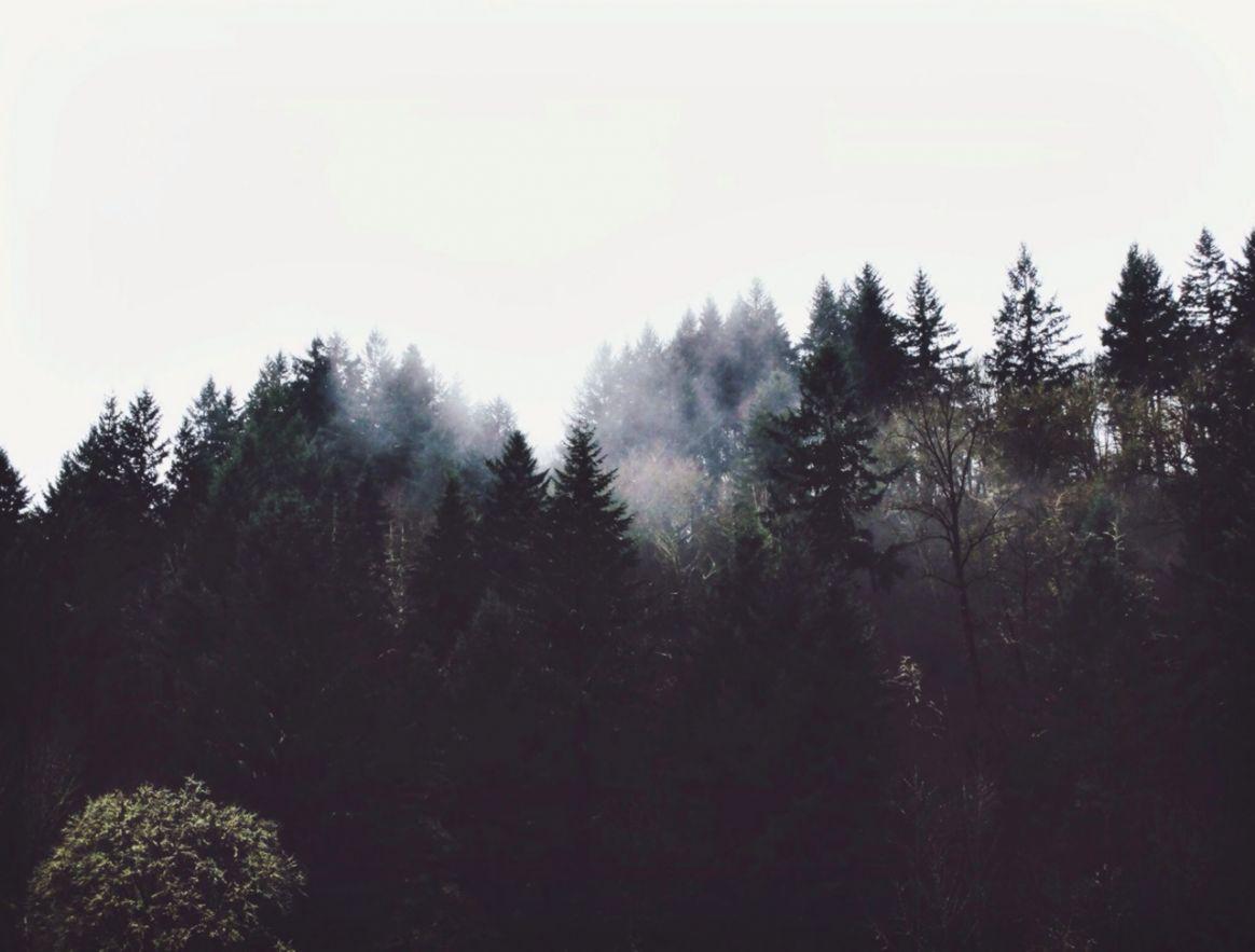 Foggy Forest Background Tumblr