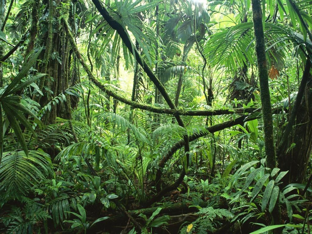 Rainforest Background Tumblr