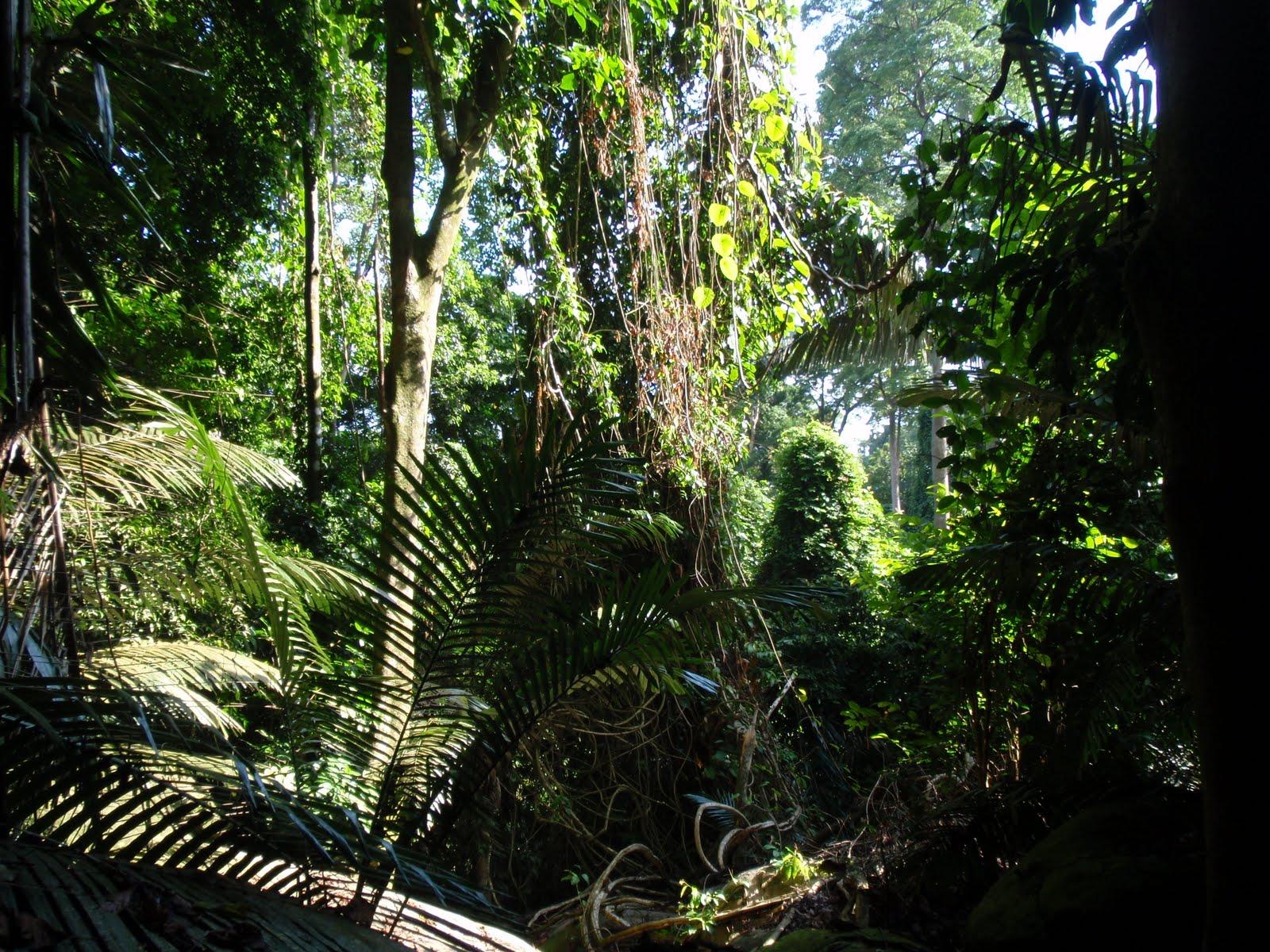 Tropical Rainforest Background Tumblr Nature Picture