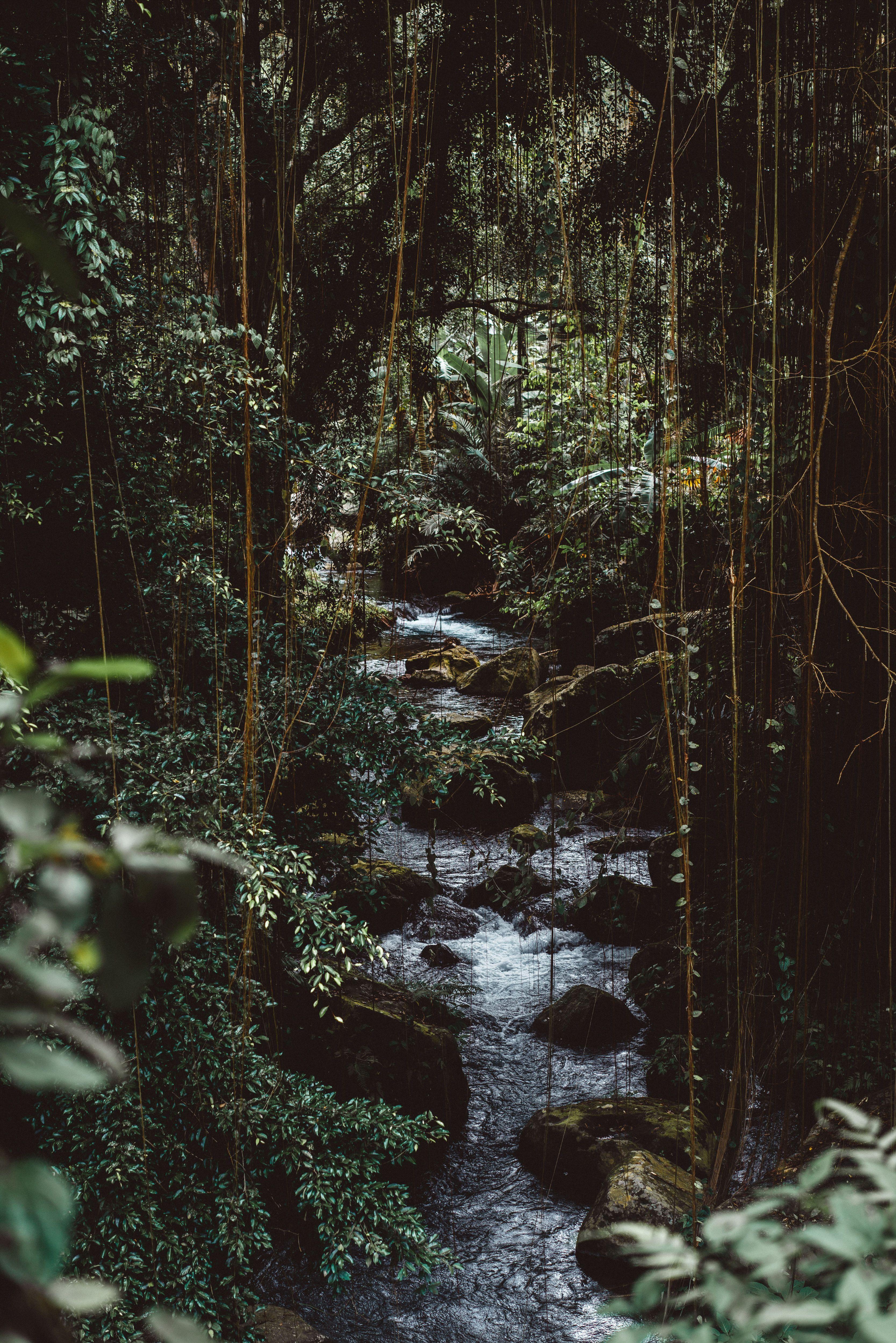 Tranquility Rainforest Meditation. Jungle picture, Nature iphone wallpaper, Jungle wallpaper