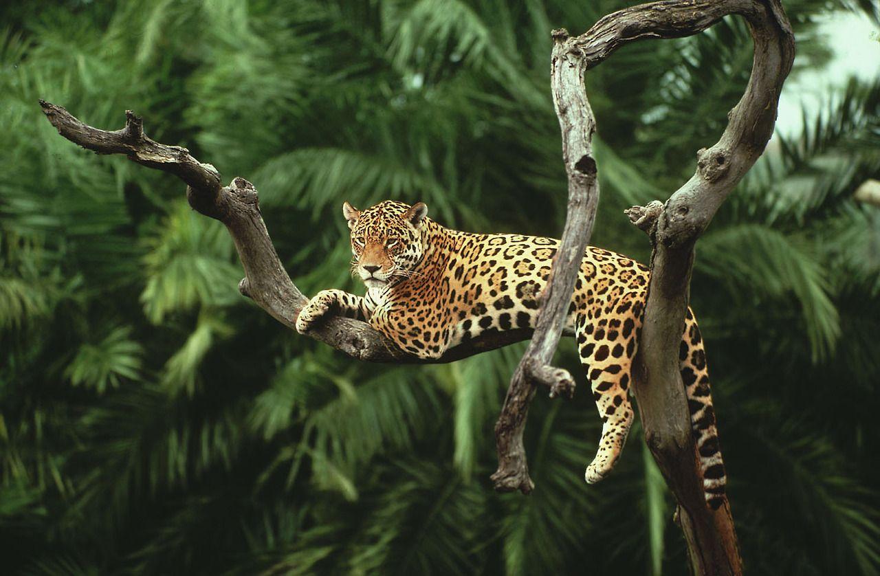 Amazon Rainforest image Jaguar Wallpaper HD wallpaper