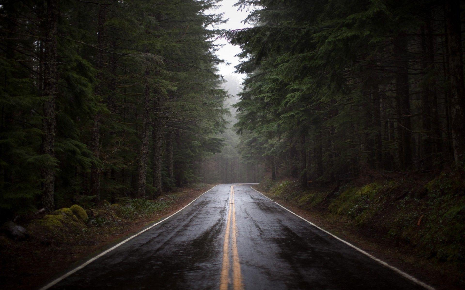 Rain Forest Road Wallpaper