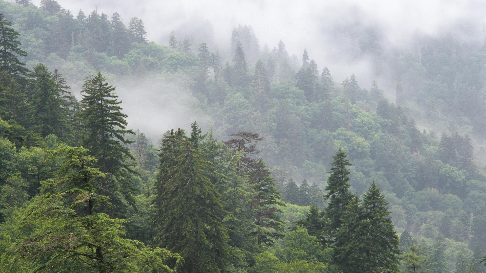 foggy forest background tumblr