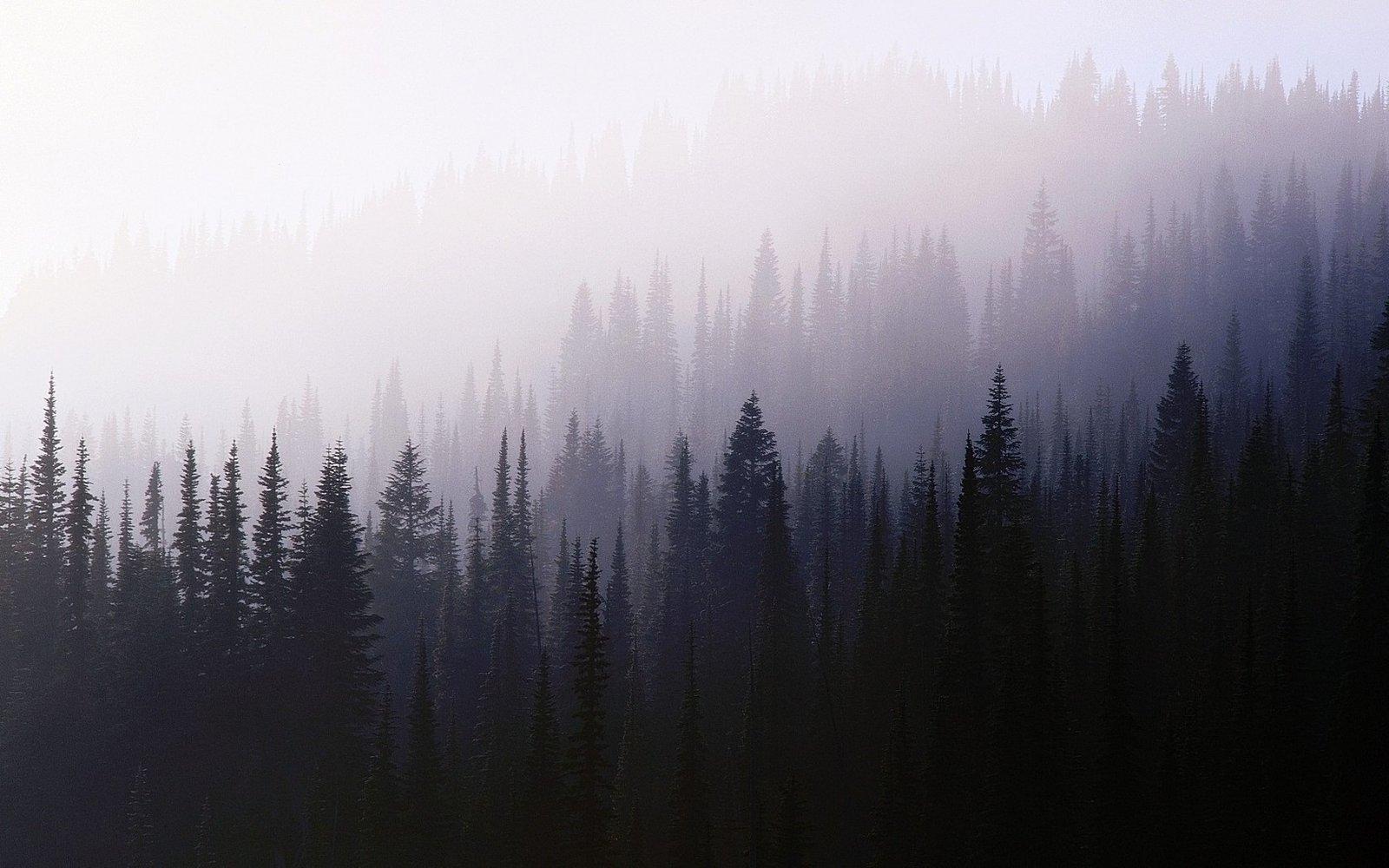 Foggy Forest Background Tumblr