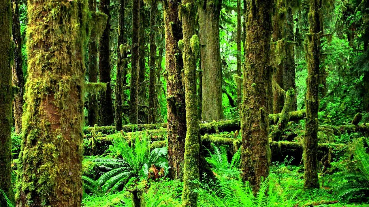 Nature Sounds: Crickets, Frogs & Birds【Rainforest, Jungle, Beautiful Night Sounds】HD