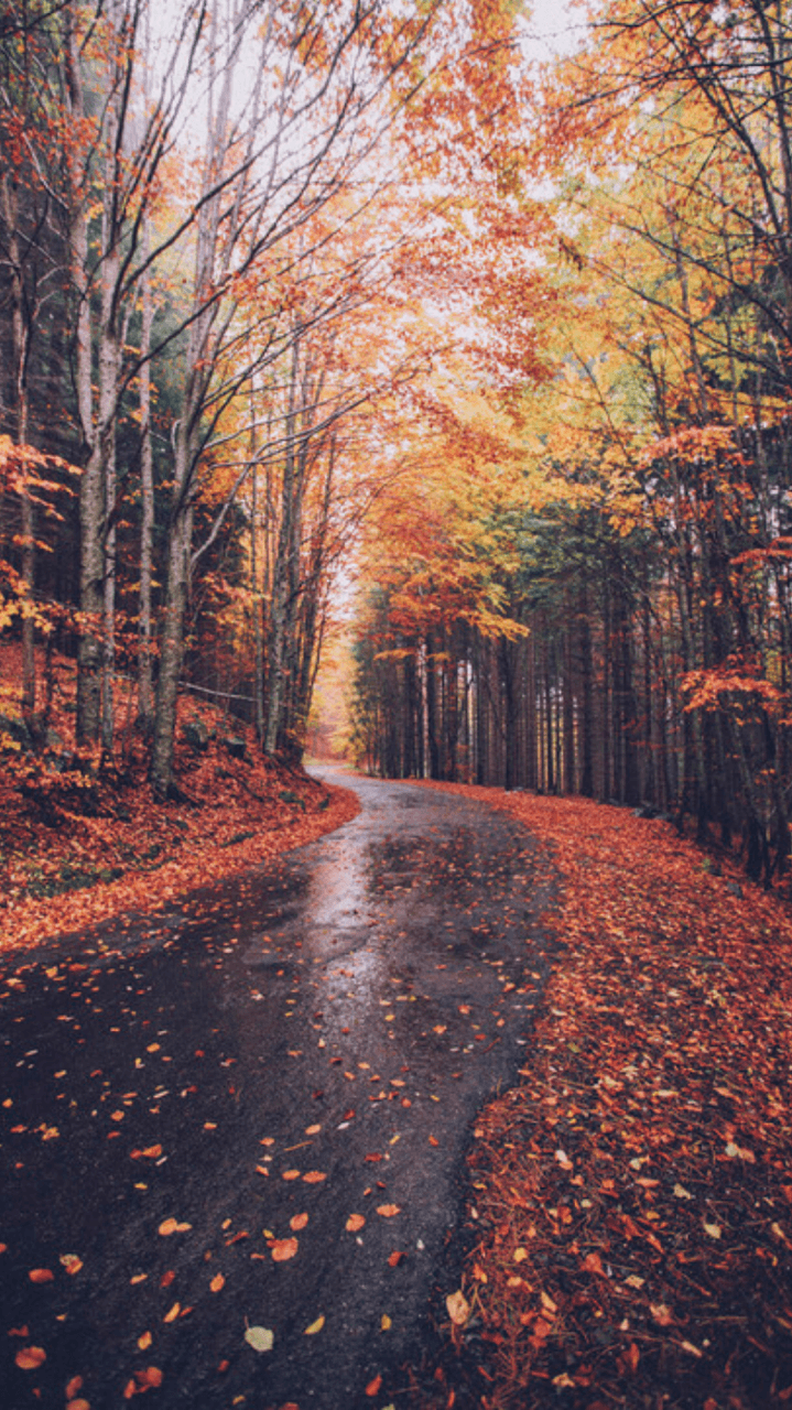 autumn wallpaper. Autumnal. Autumn aesthetic