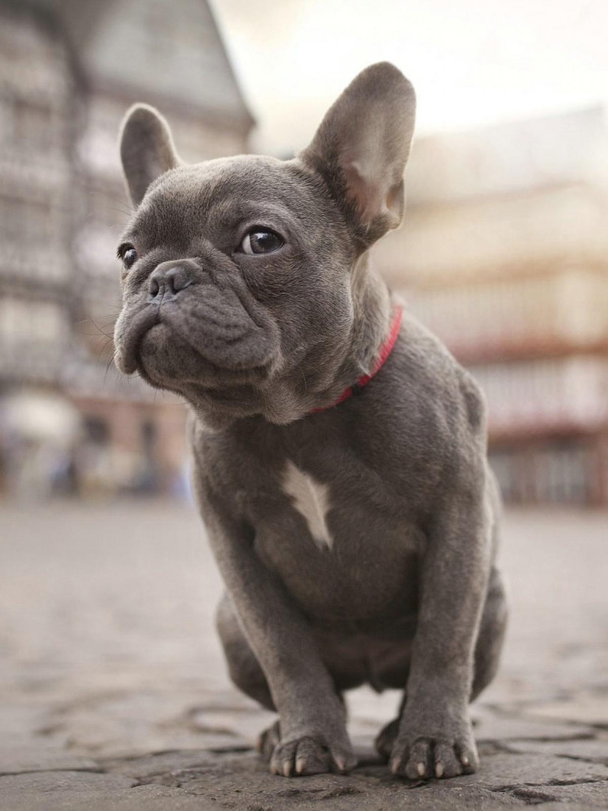 French Bulldog Mobile Wallpaper