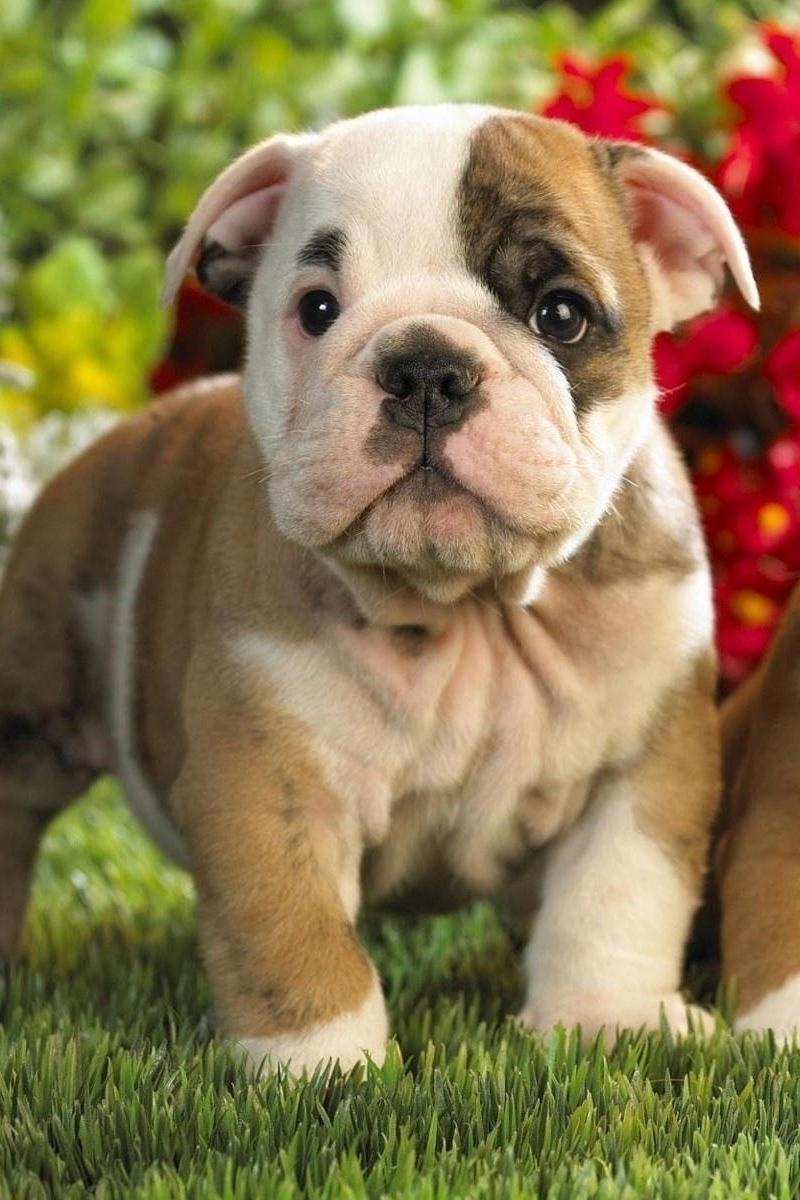 Download wallpaper 800x1200 puppies, english bulldog, kids