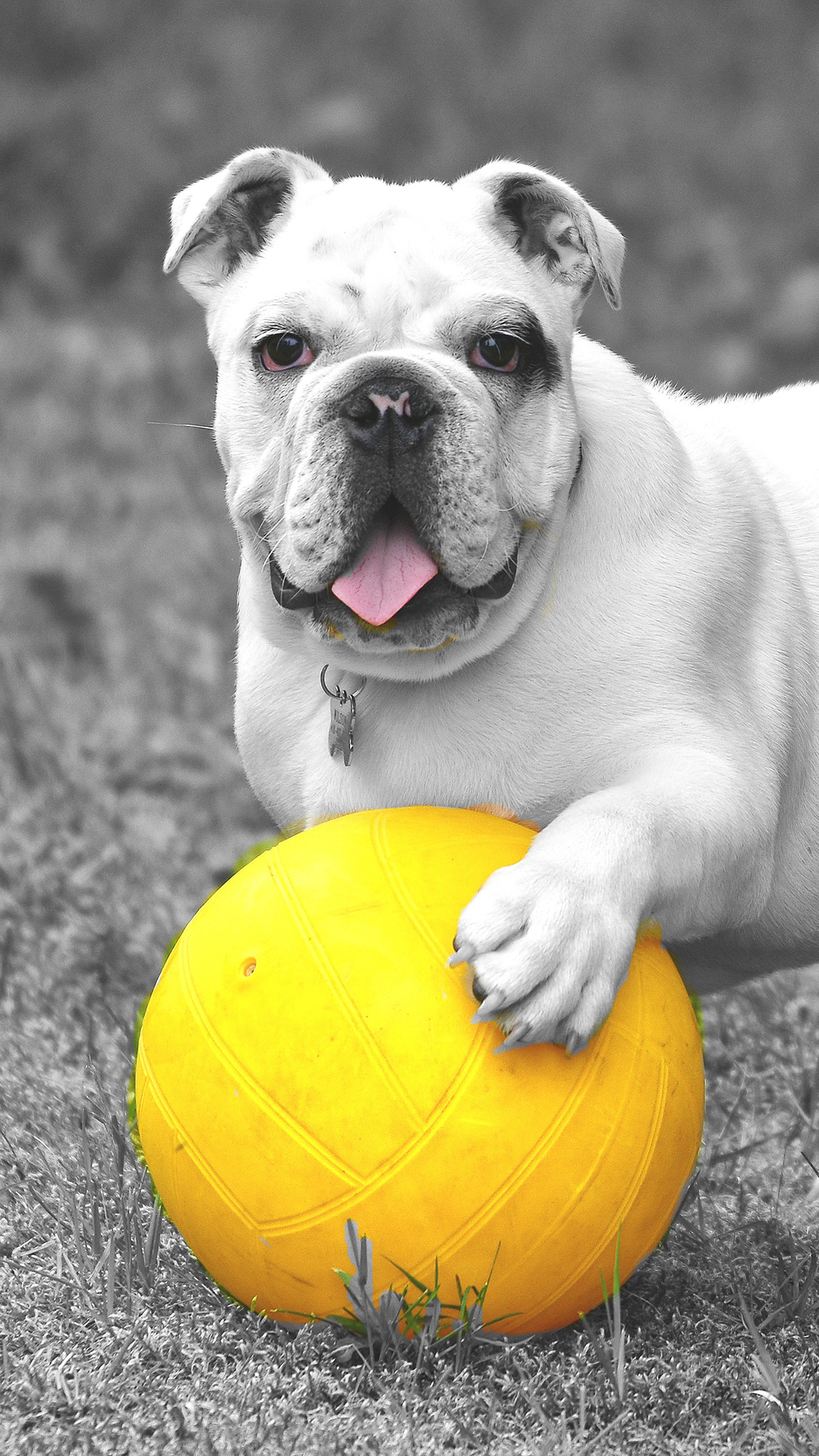 Bulldog HD Wallpaper For Your Mobile Phone