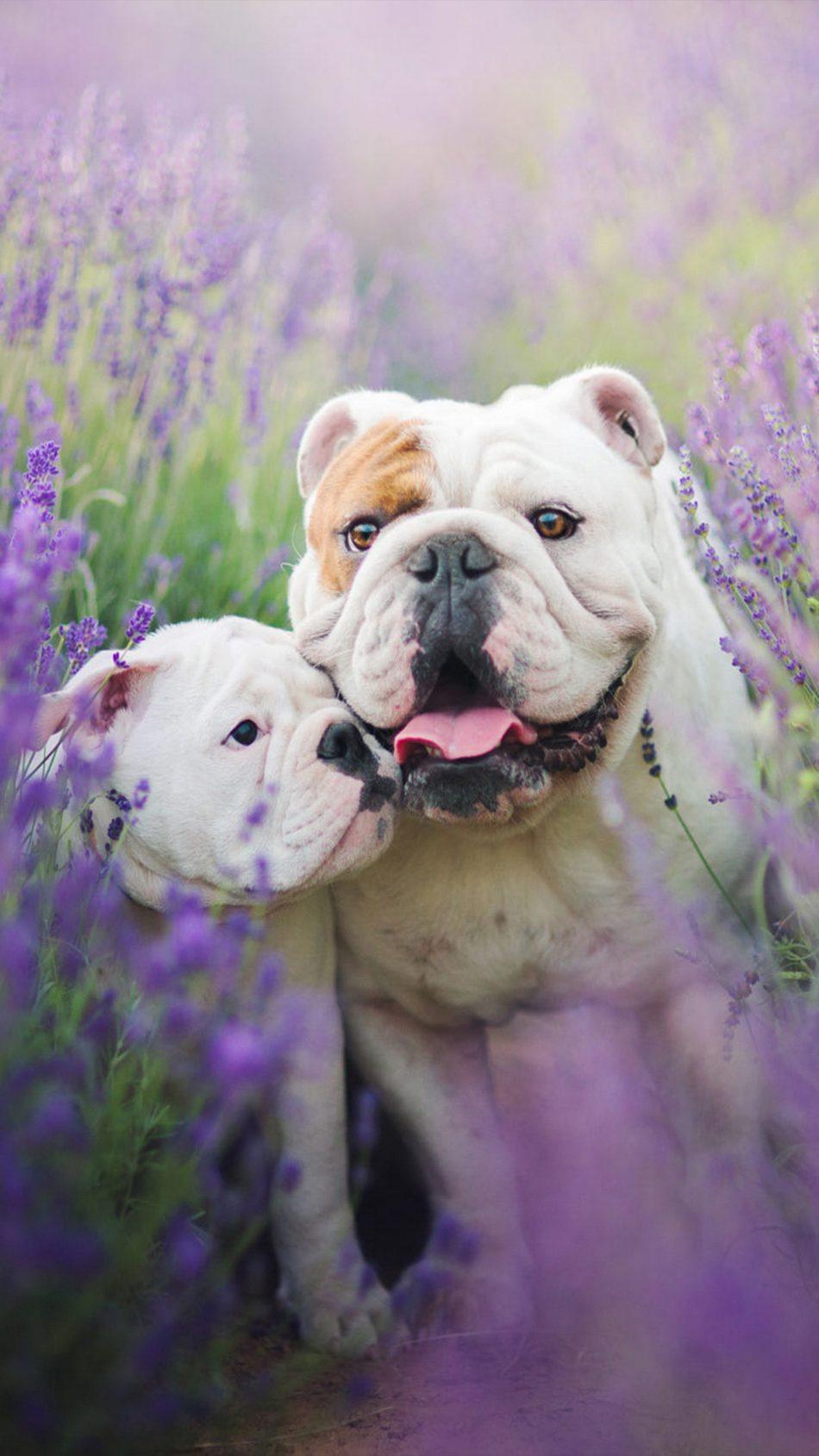 Download Bulldog With Puppy Free Pure 4K Ultra HD Mobile