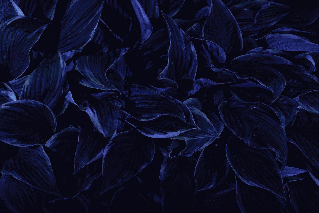 Dark Flowers by wchild. Dark blue flowers, Dark flowers, Dark blue background