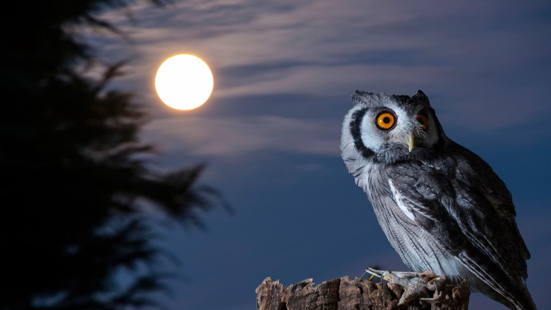 Owl moon bird at night wallpaper