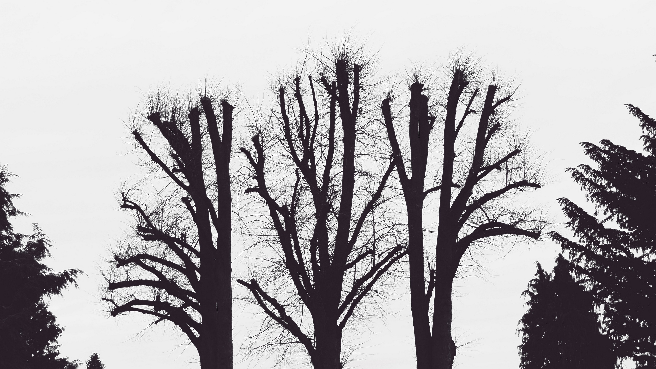 Download wallpaper 2560x1440 trees, branches, aesthetic, bw