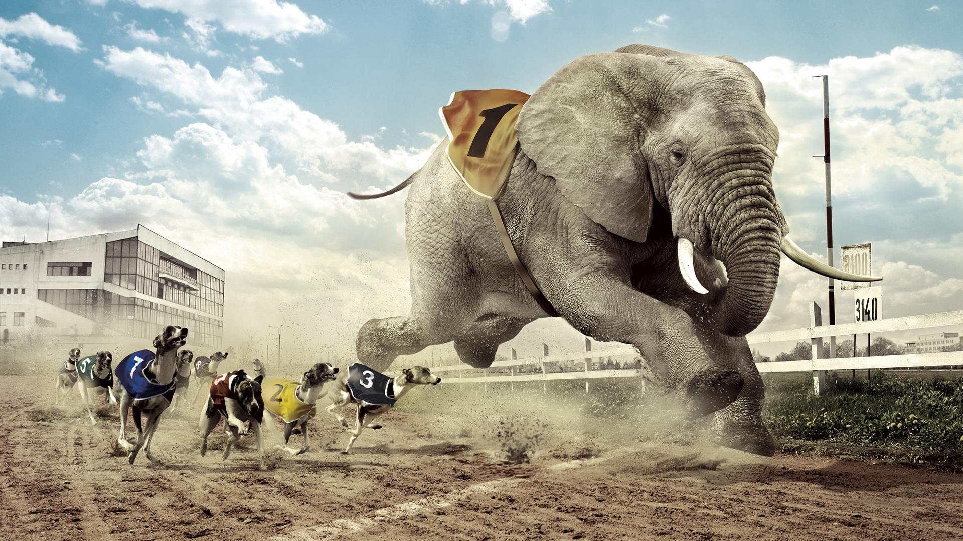 Wallpaper Creative design, dog and elephant race 1920x1200