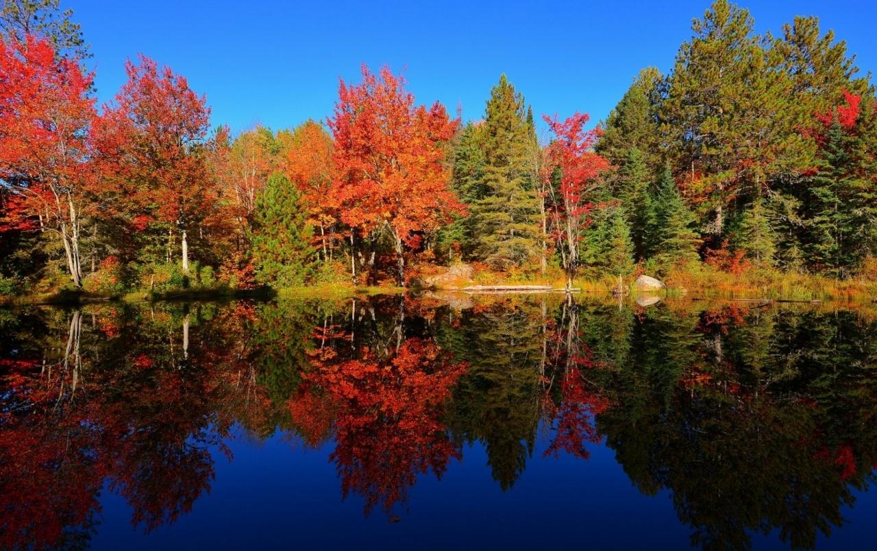 Colourful Forest Reflection wallpaper. Colourful Forest