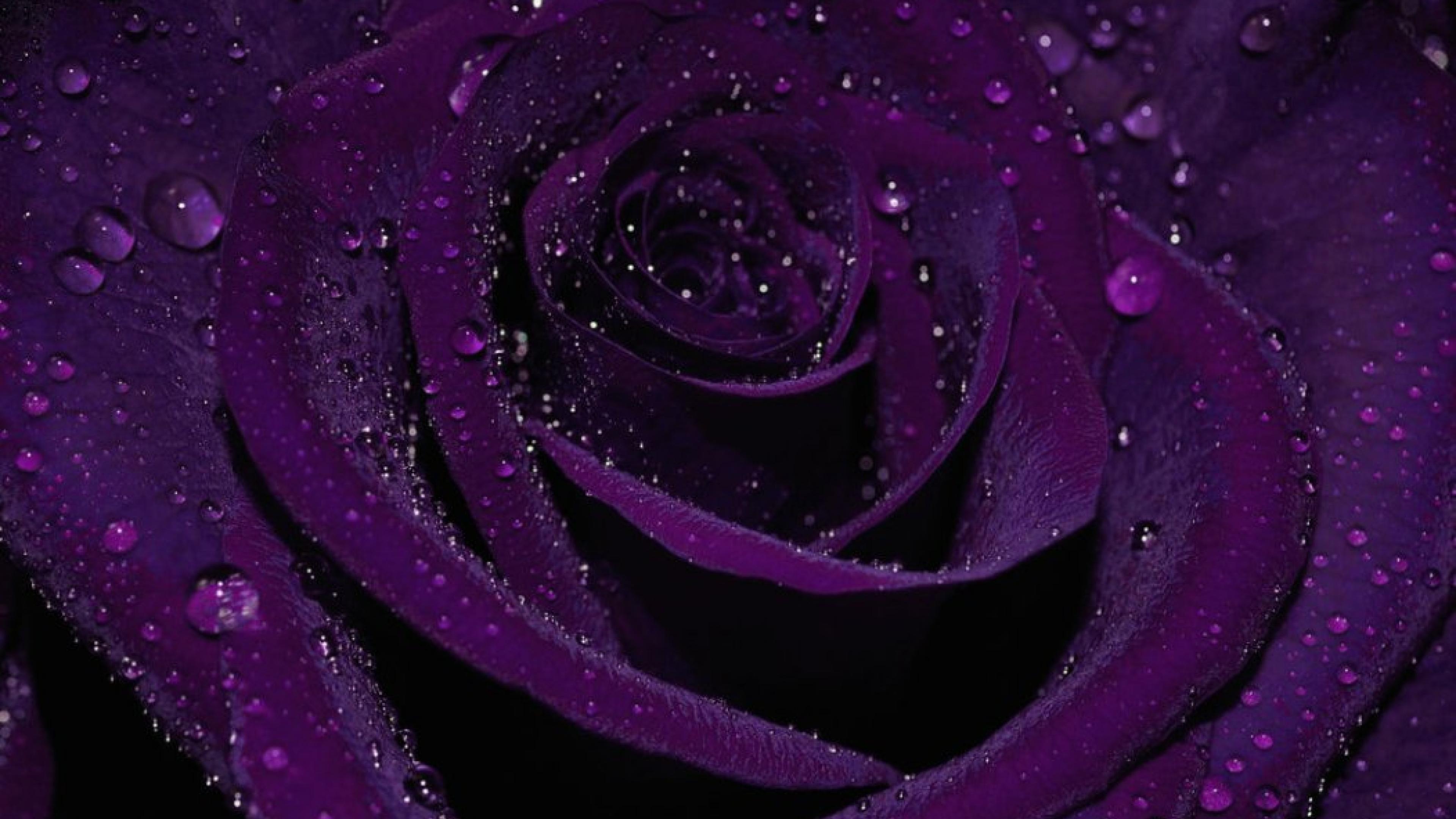 dark purple aesthetic