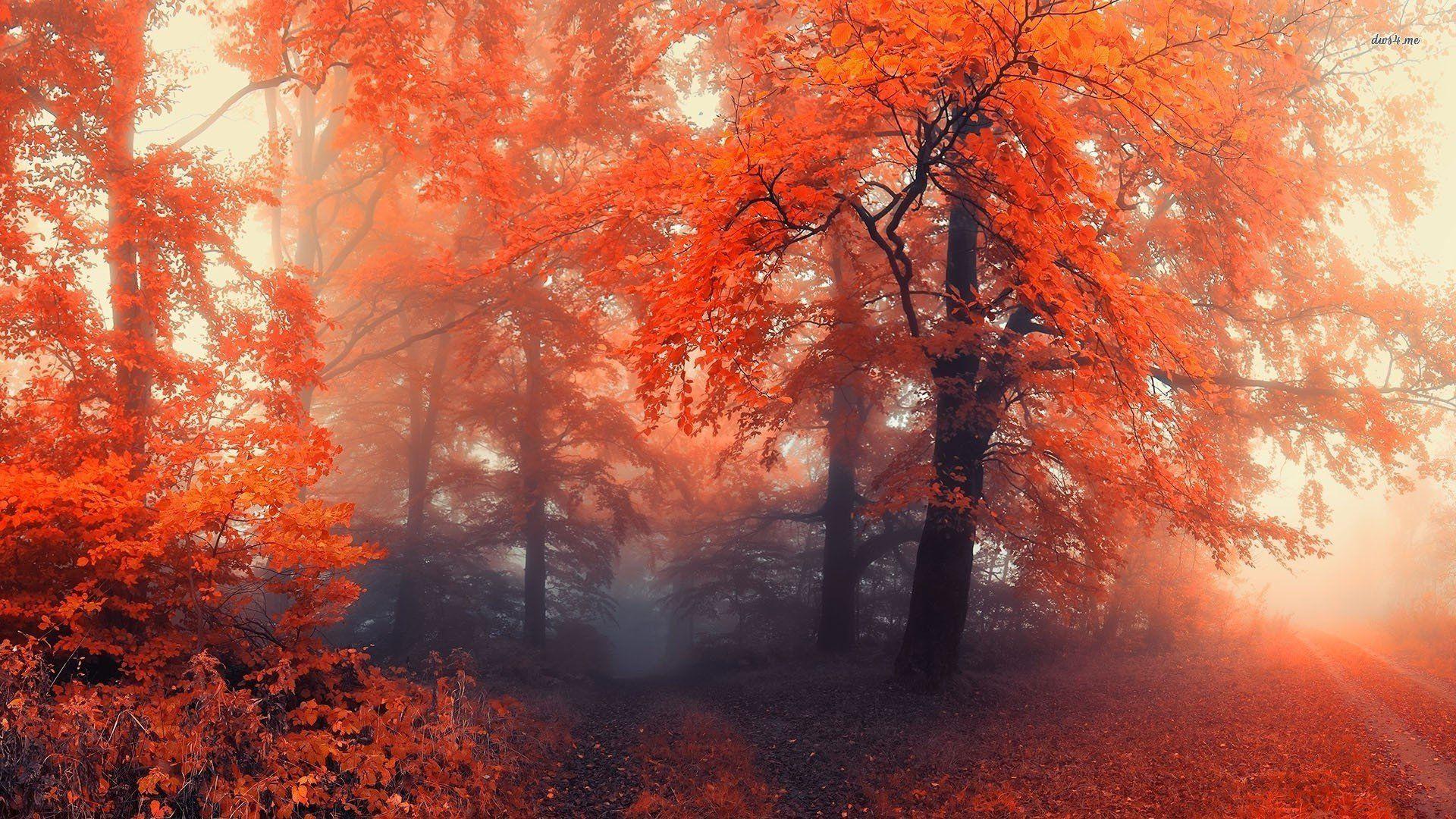 Misty Autumn Forest Wallpapers - Wallpaper Cave