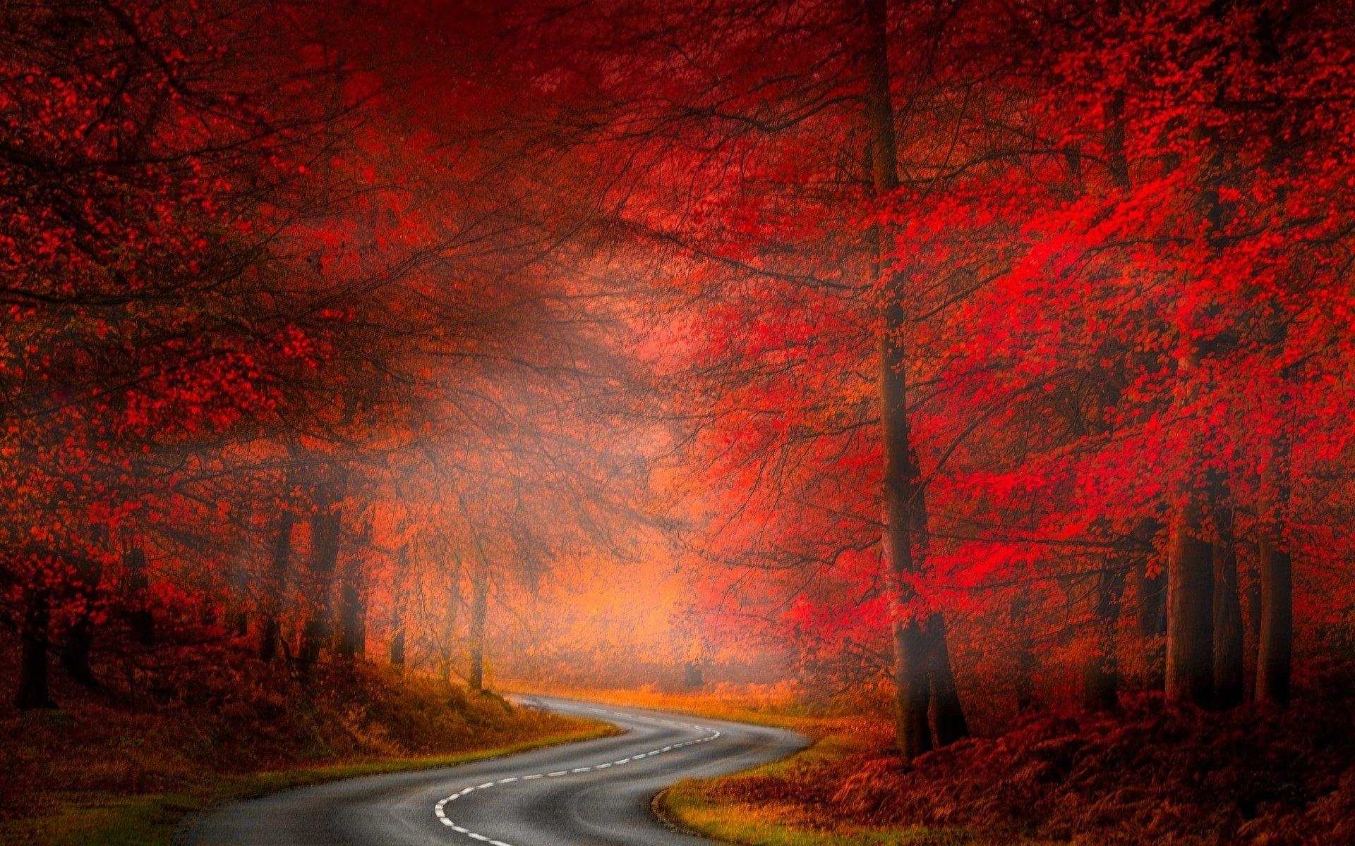 Misty Autumn Forest Road HD Wallpaper. Background Image