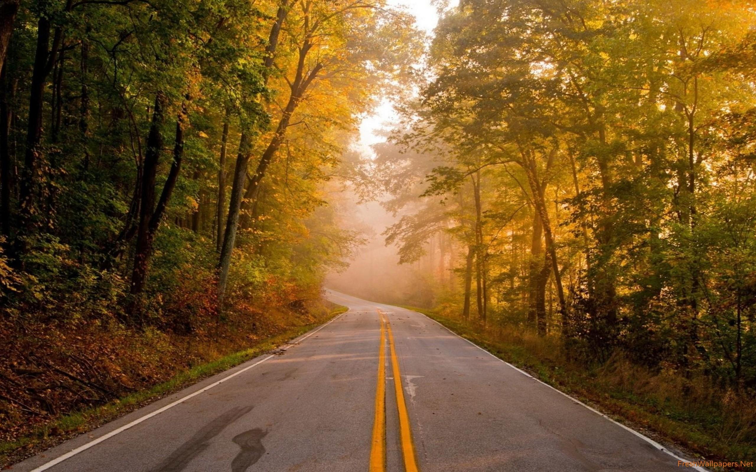 Road through misty autumn forest wallpaper